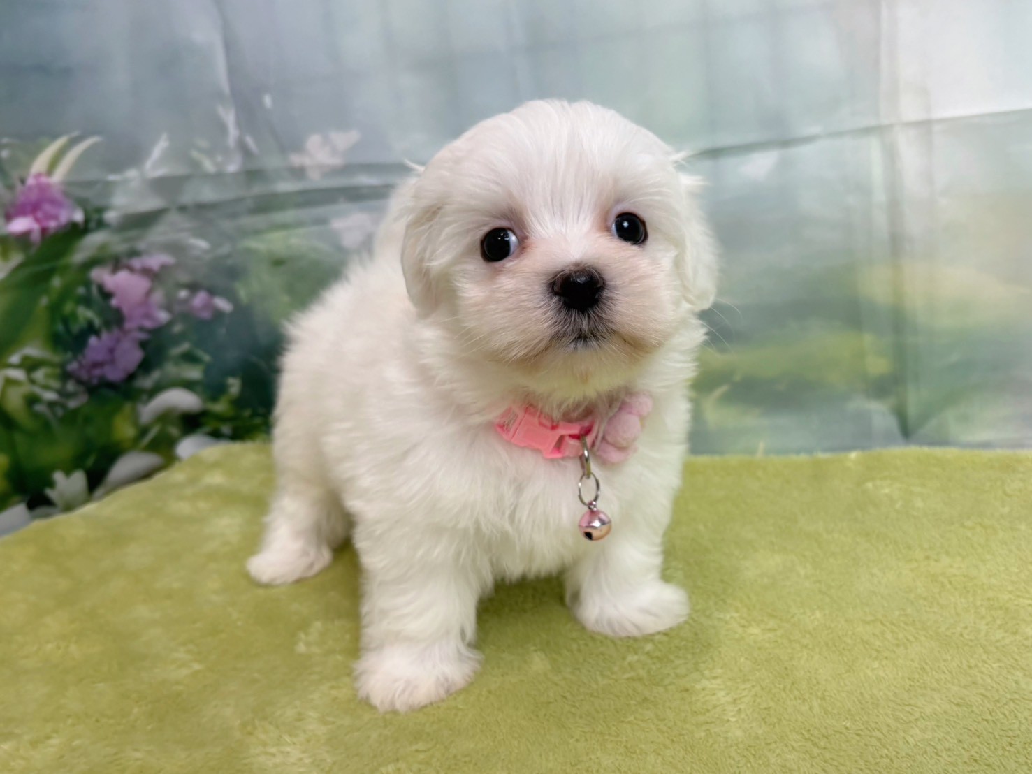 赤ちゃん写真3-1