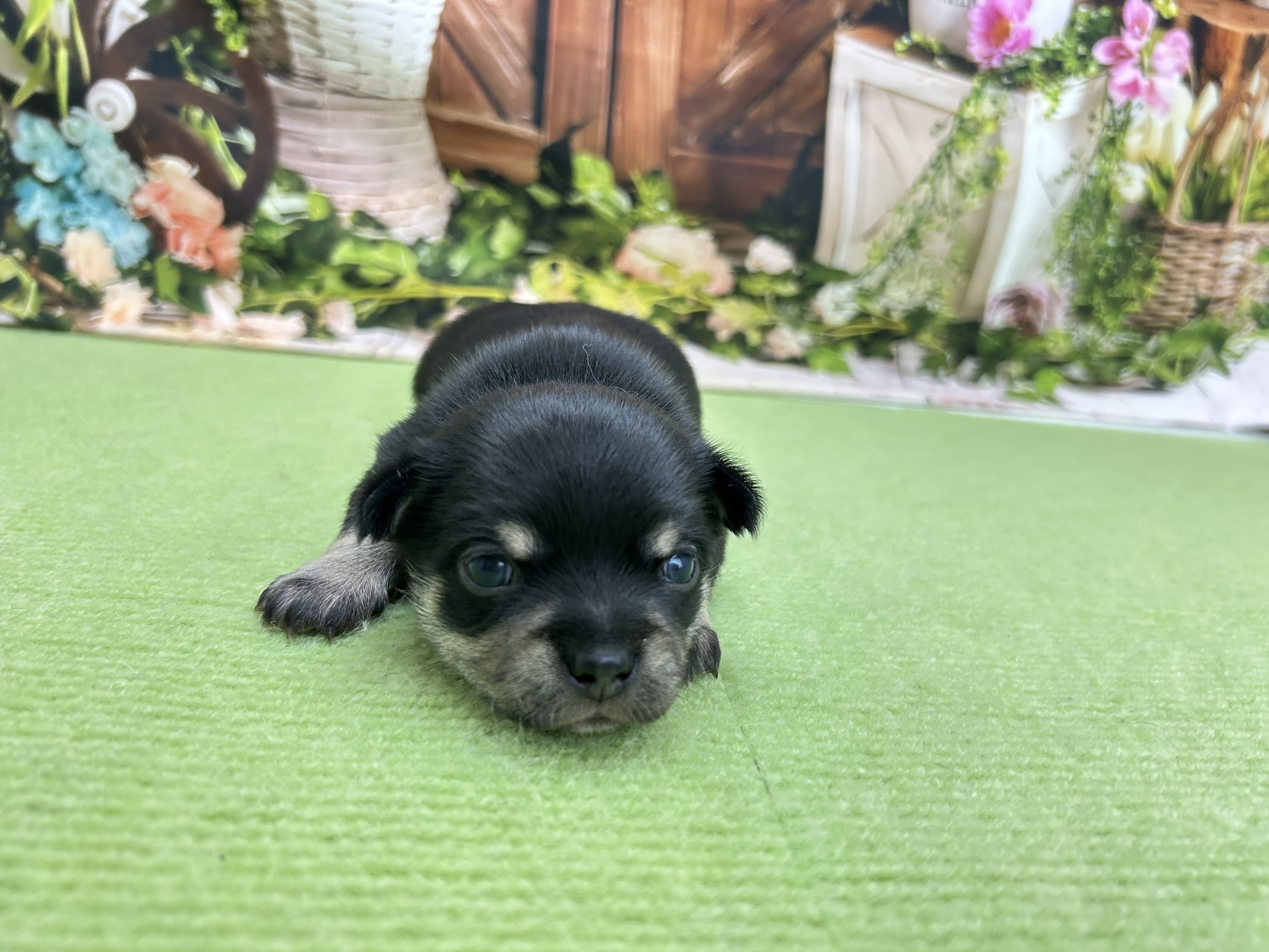 赤ちゃん写真1-1