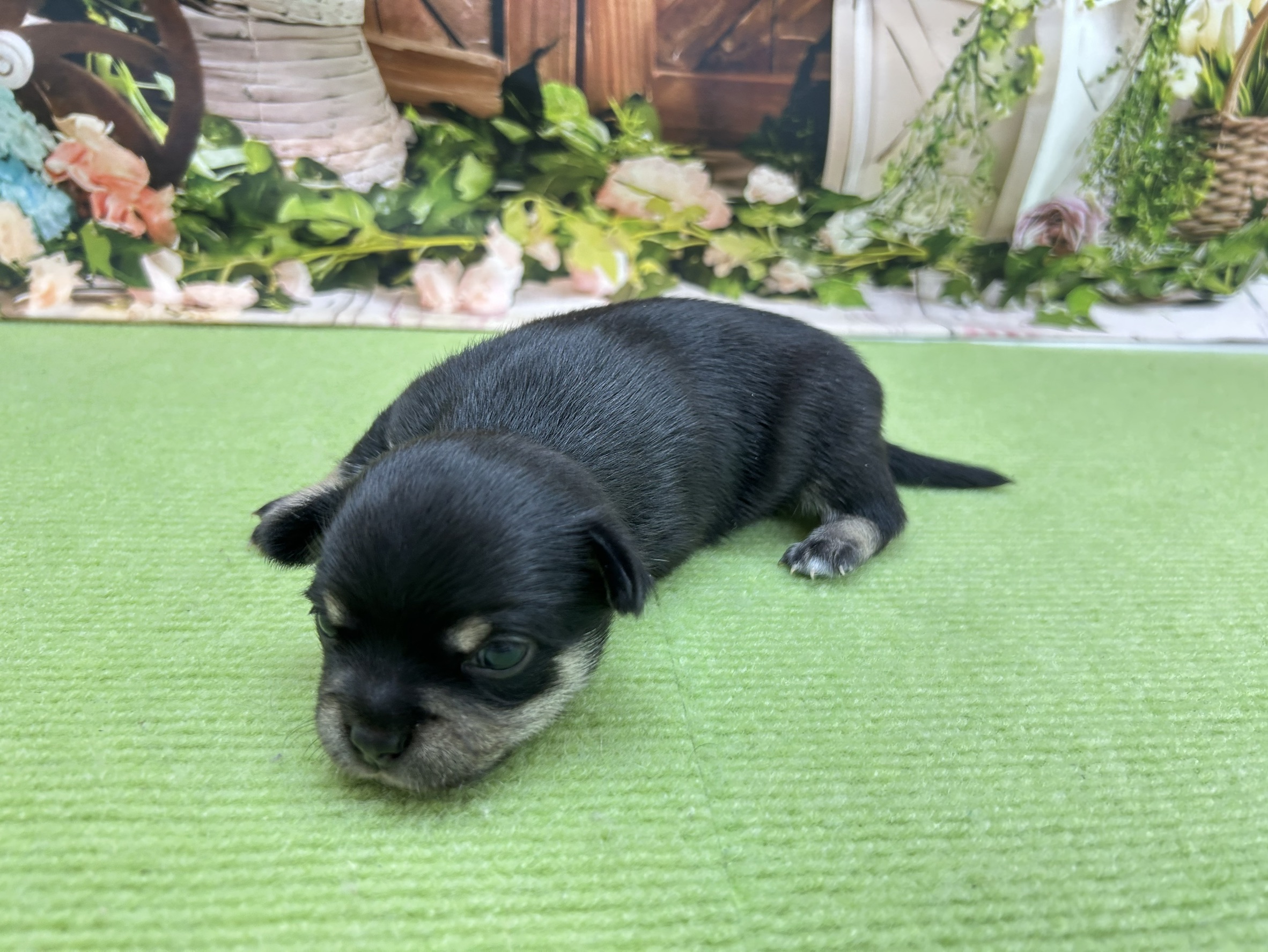 赤ちゃん写真1-2