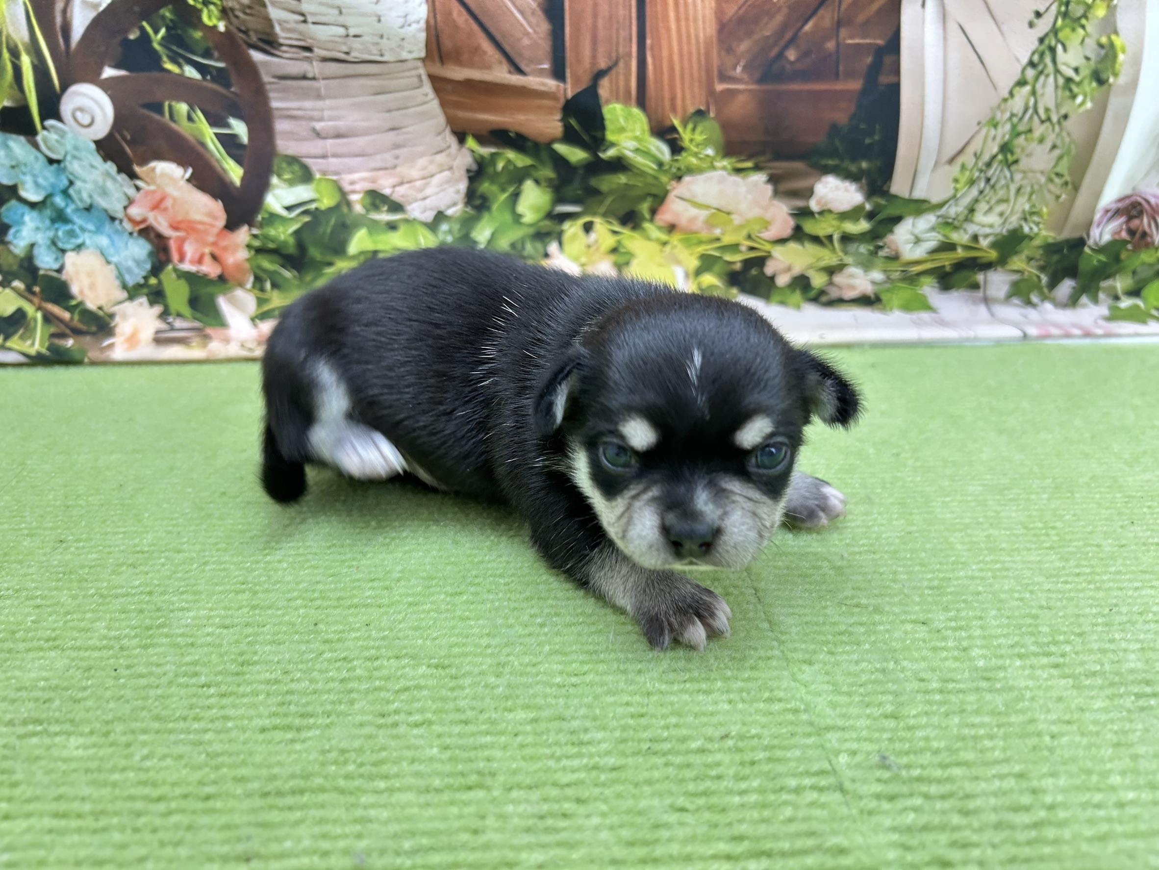 赤ちゃん写真1-2
