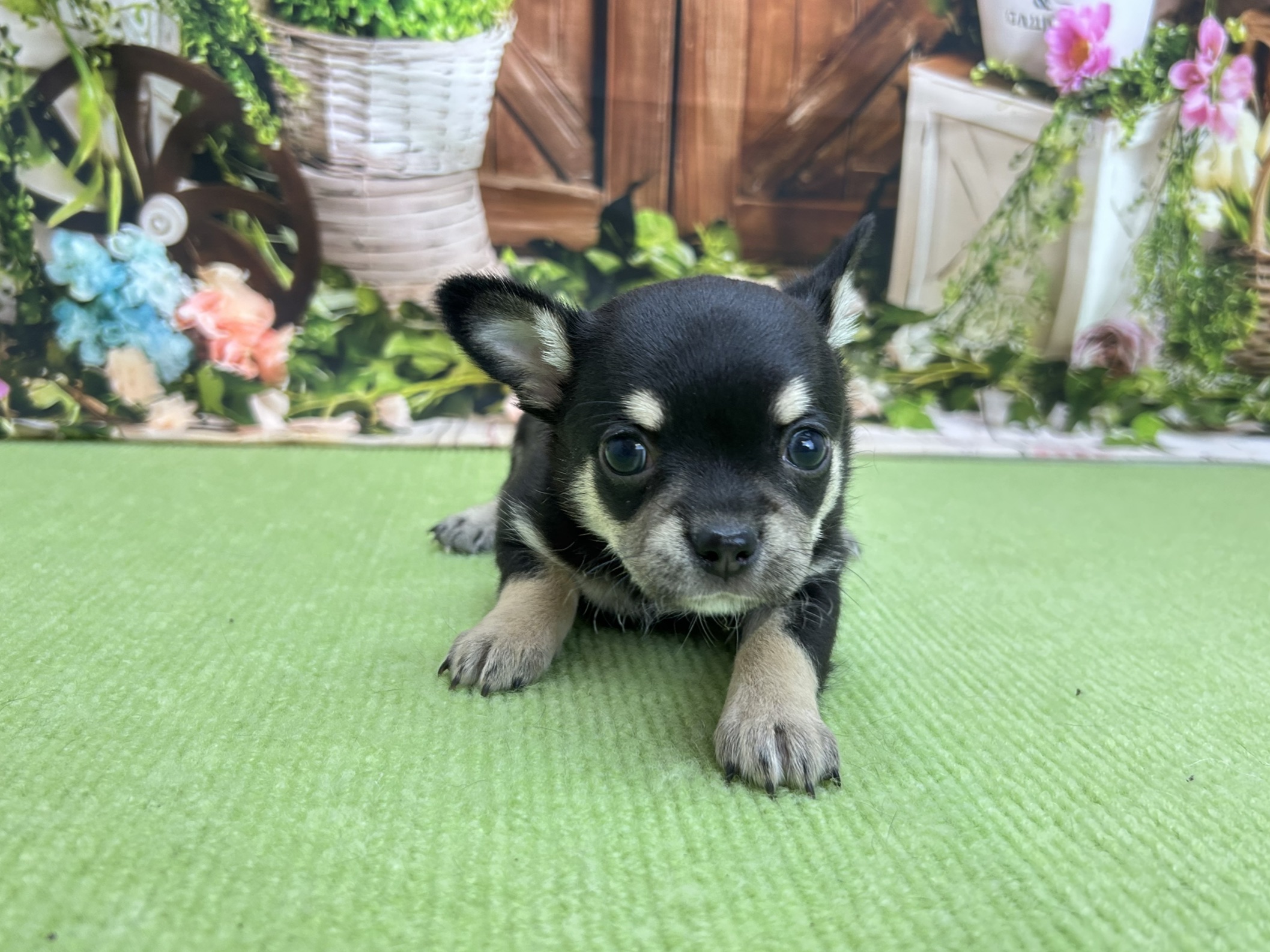 赤ちゃん写真2-1