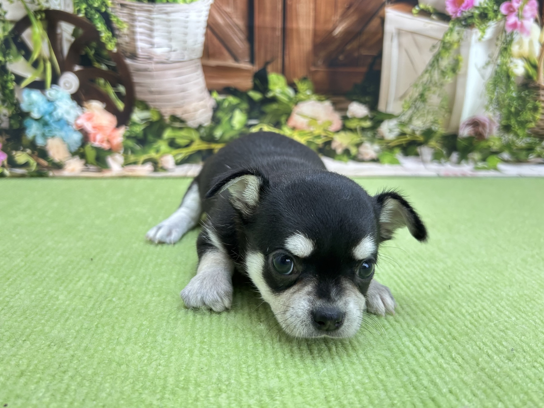 赤ちゃん写真2-1