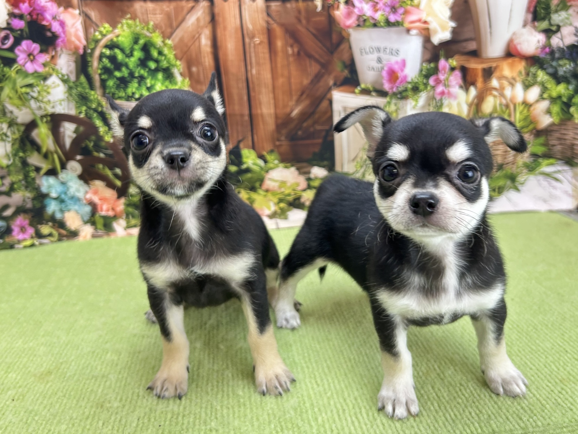 赤ちゃん写真3-3