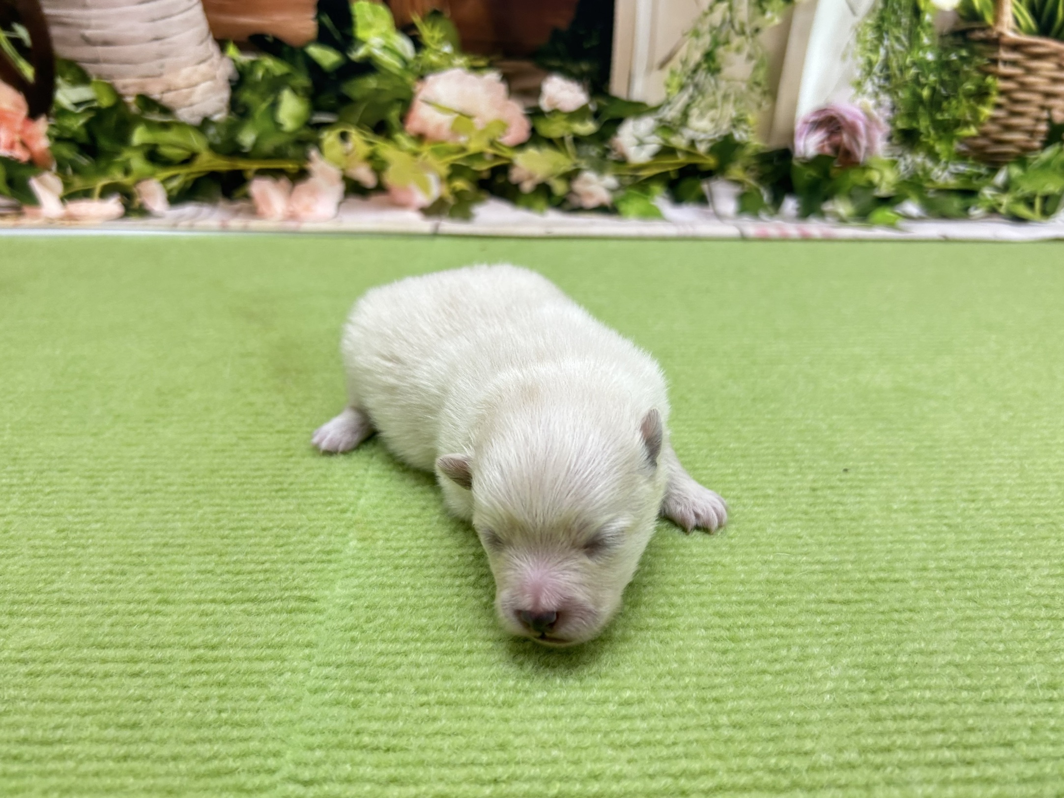 赤ちゃん写真1-1
