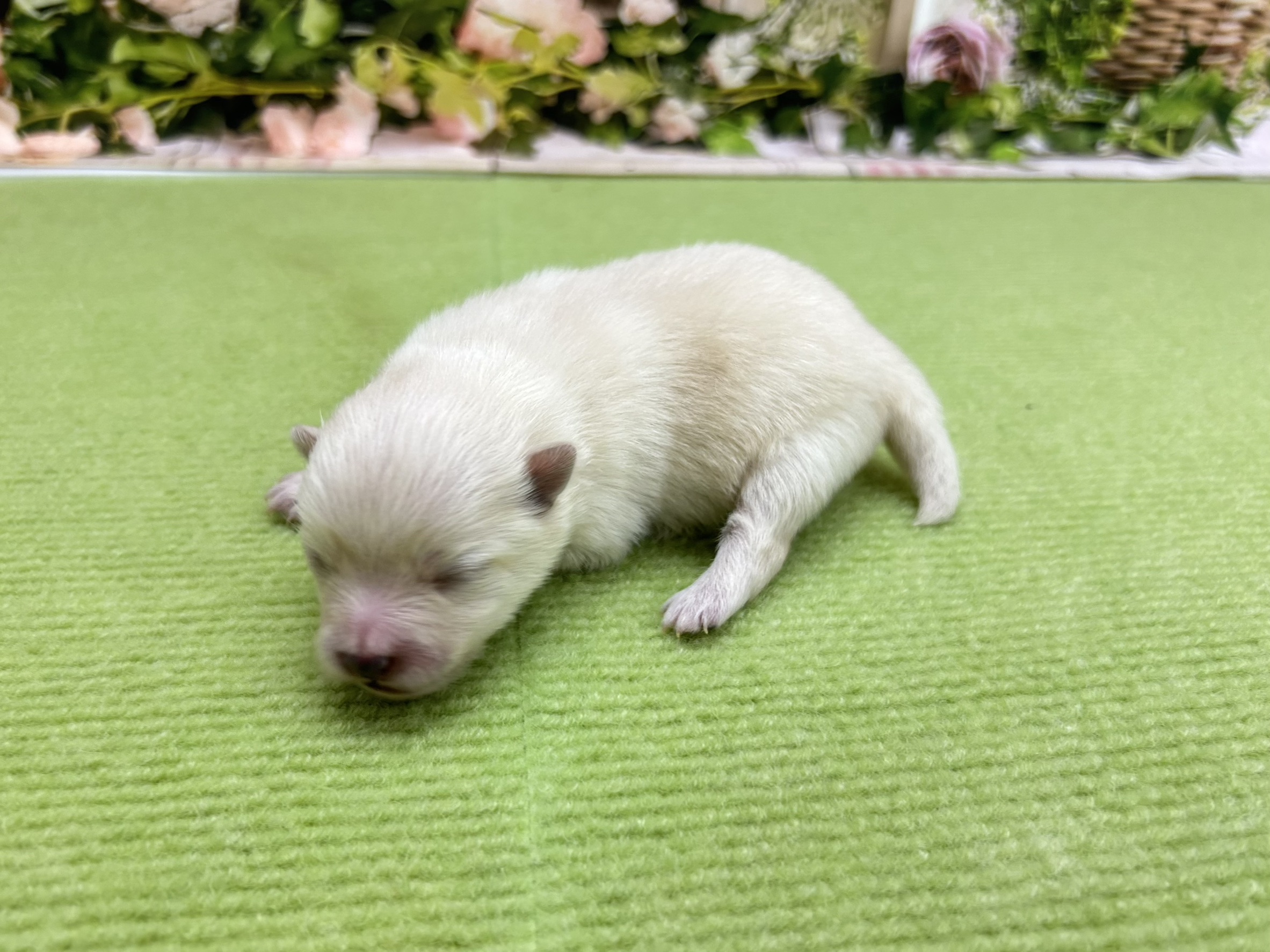 赤ちゃん写真1-2