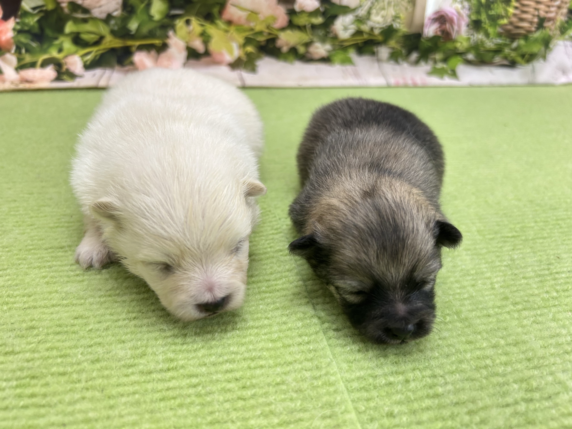 赤ちゃん写真1-3