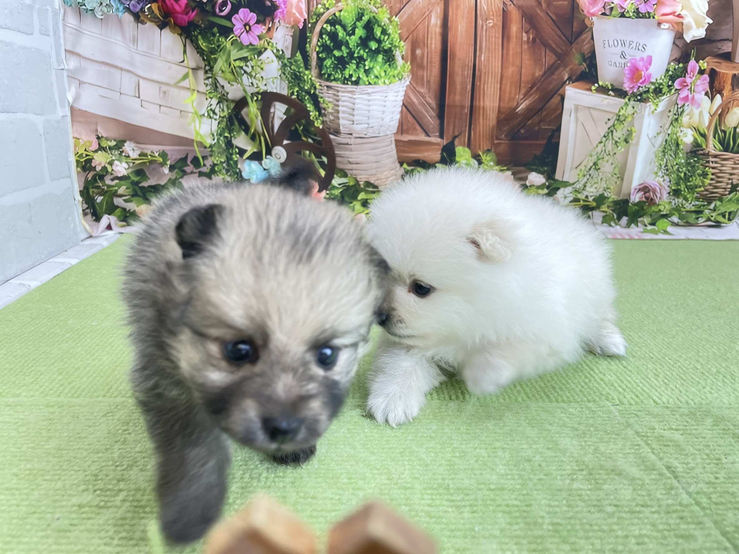赤ちゃん写真2-3
