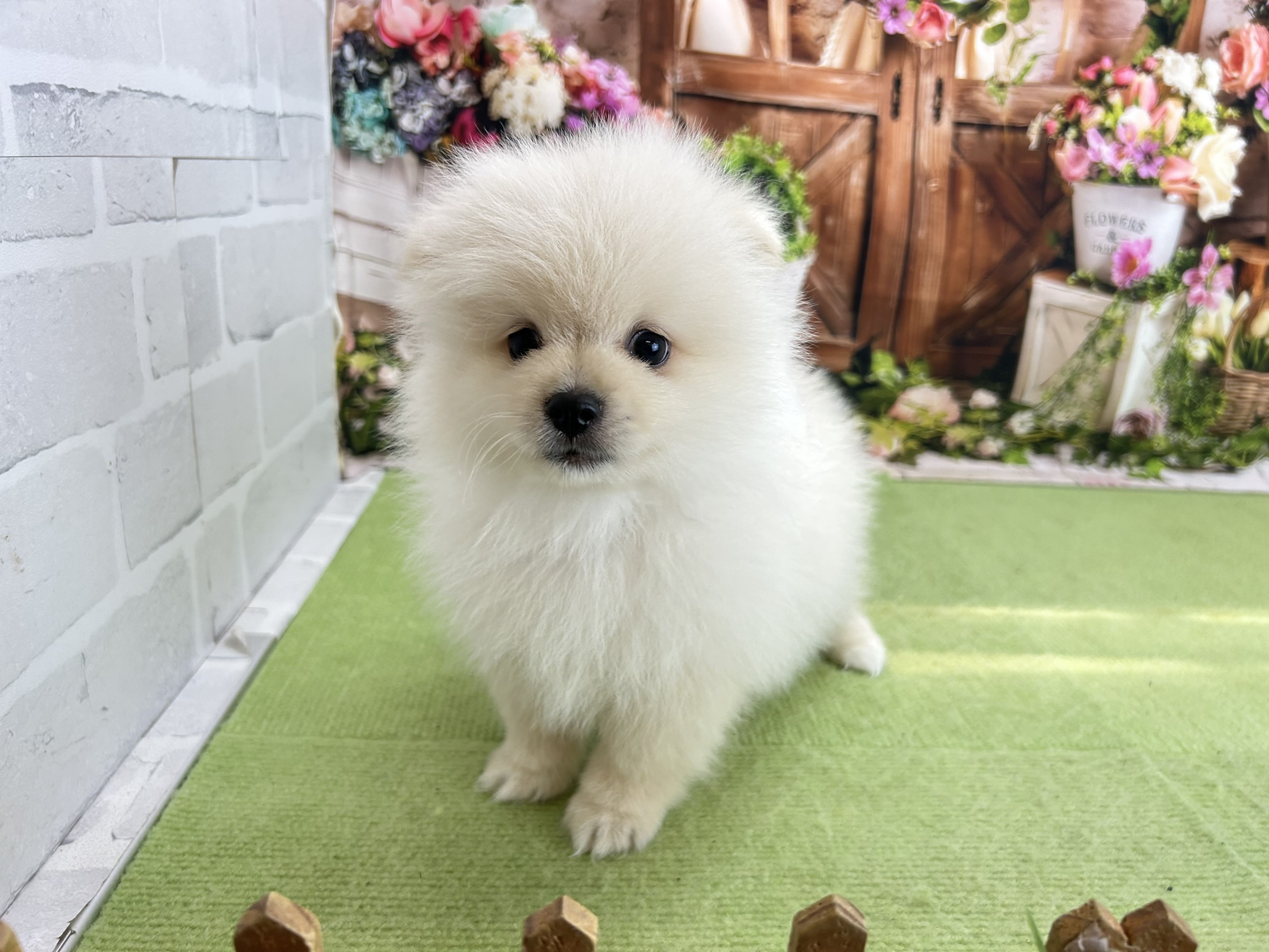 赤ちゃん写真3-1