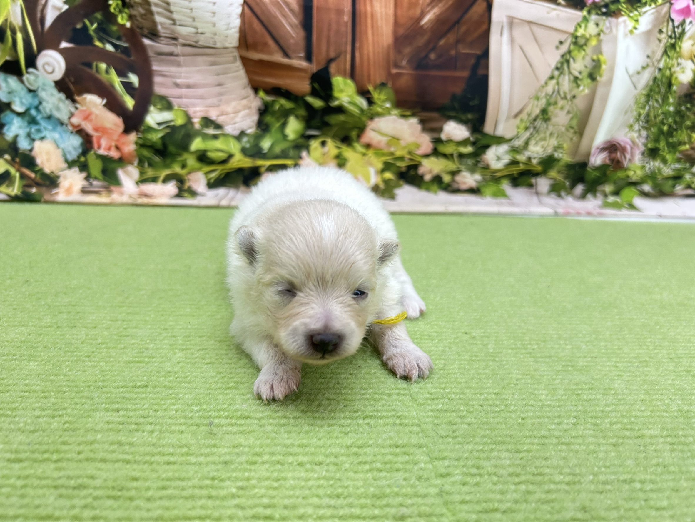 赤ちゃん写真1-1
