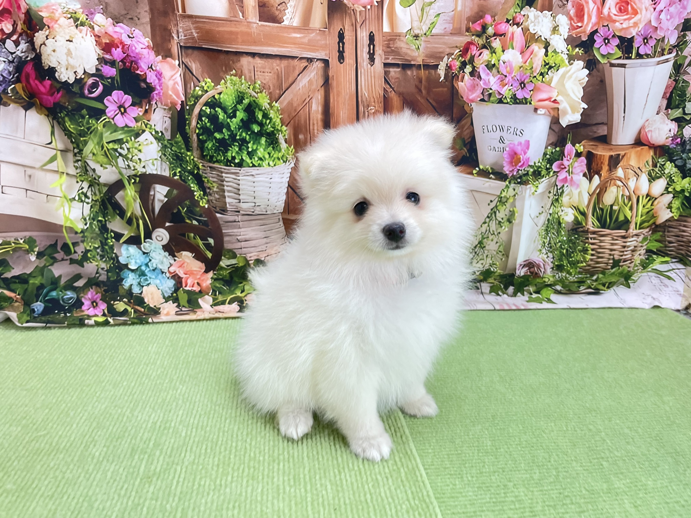 赤ちゃん写真3-1