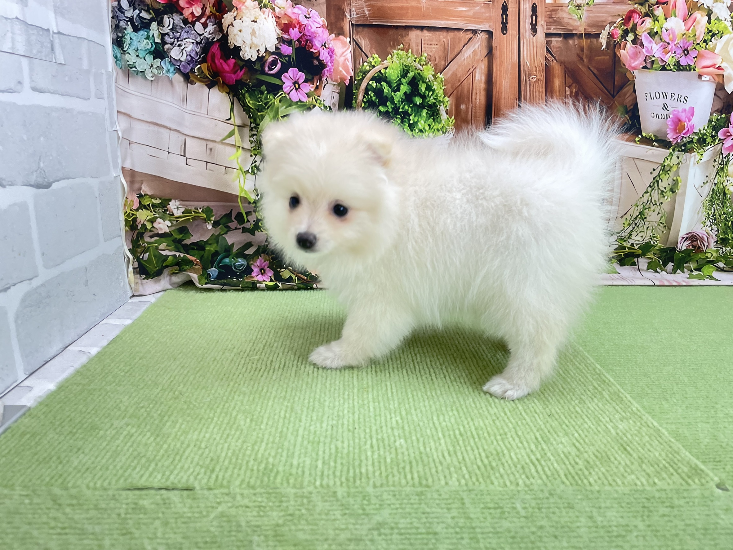 赤ちゃん写真3-2