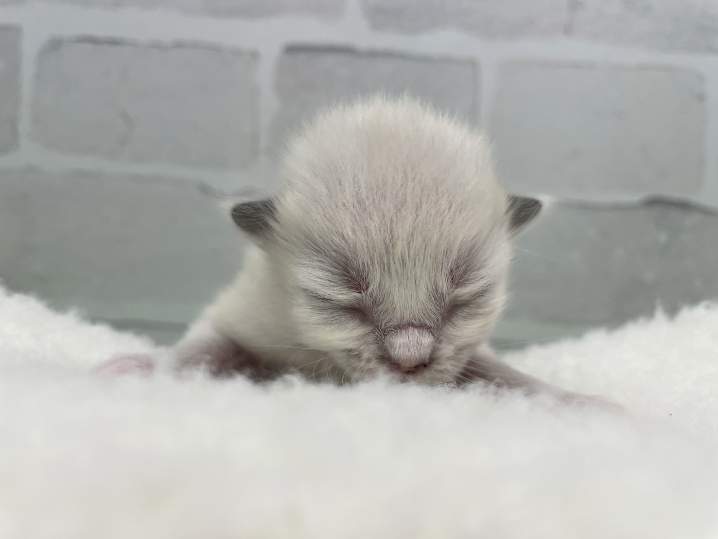 赤ちゃん写真1-1