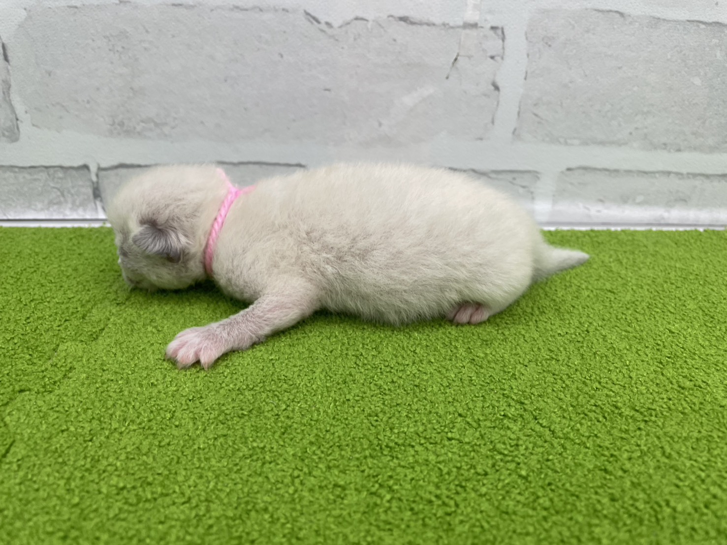 赤ちゃん写真1-2