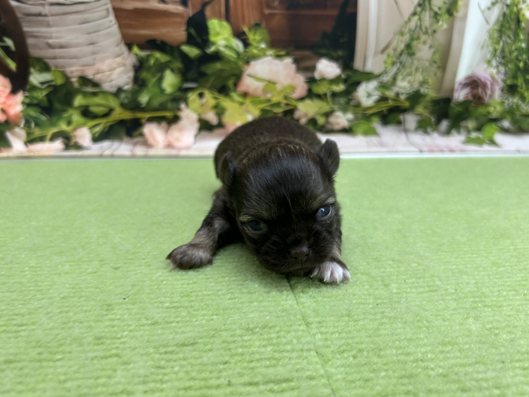 赤ちゃん写真1-1