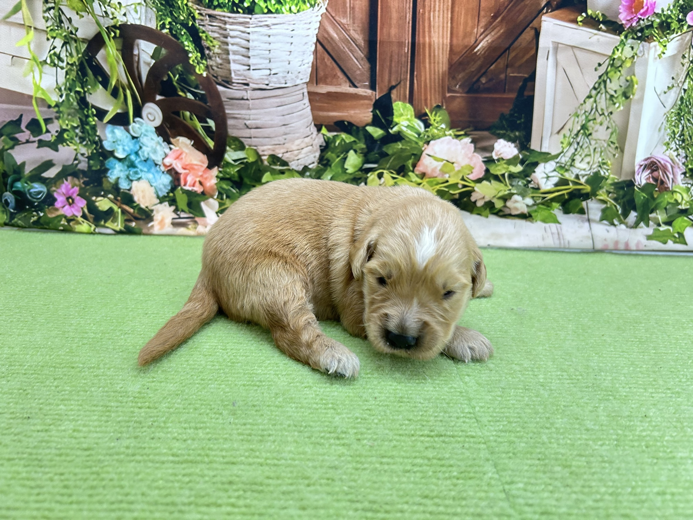 赤ちゃん写真1-2