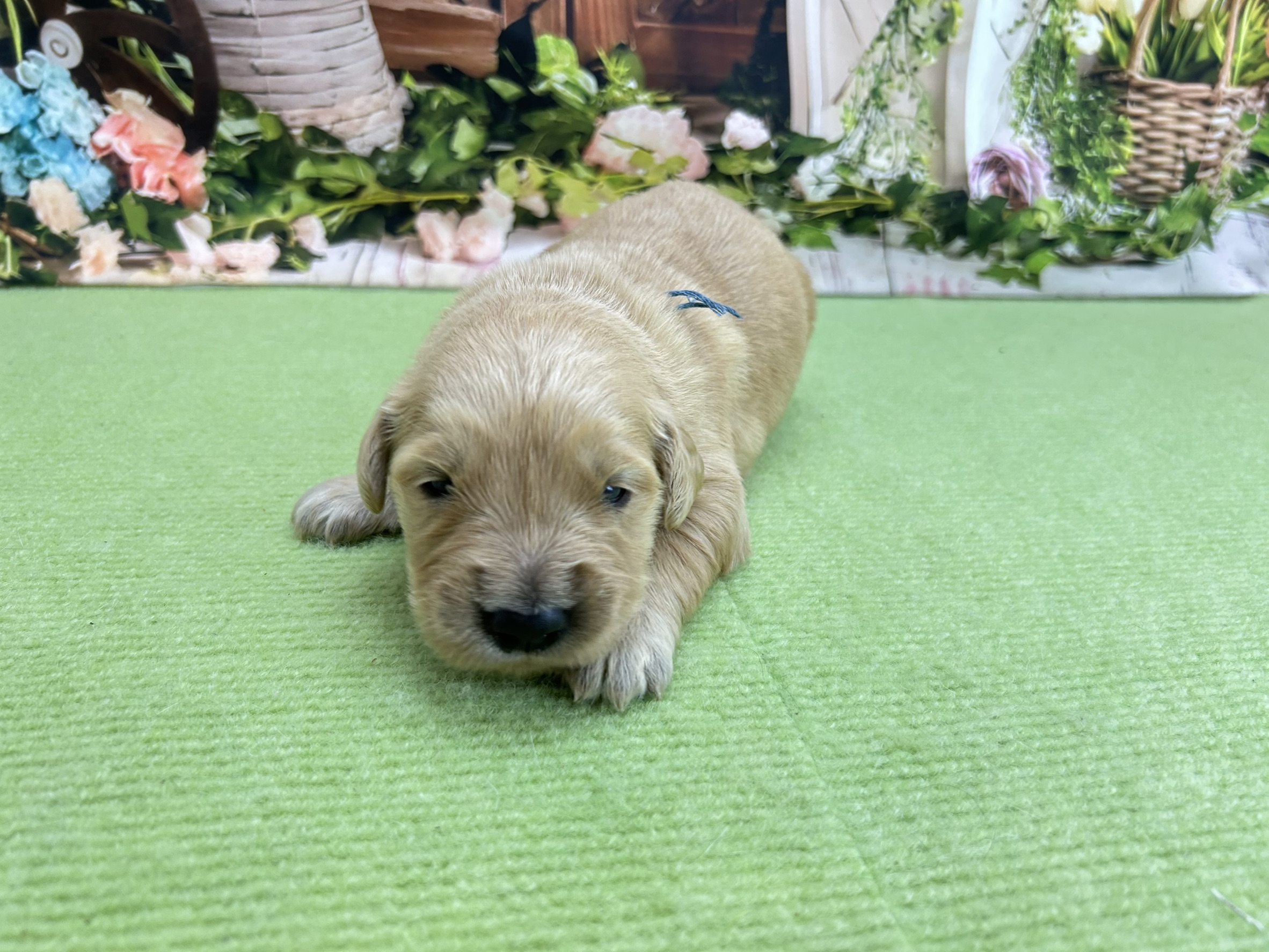 赤ちゃん写真1-1