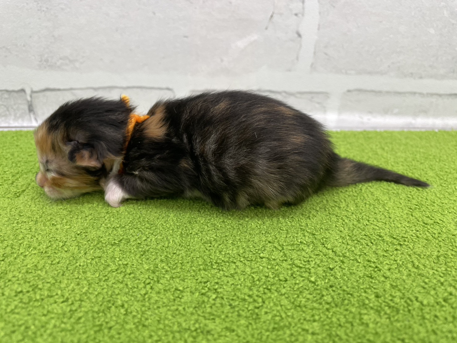 赤ちゃん写真1-2