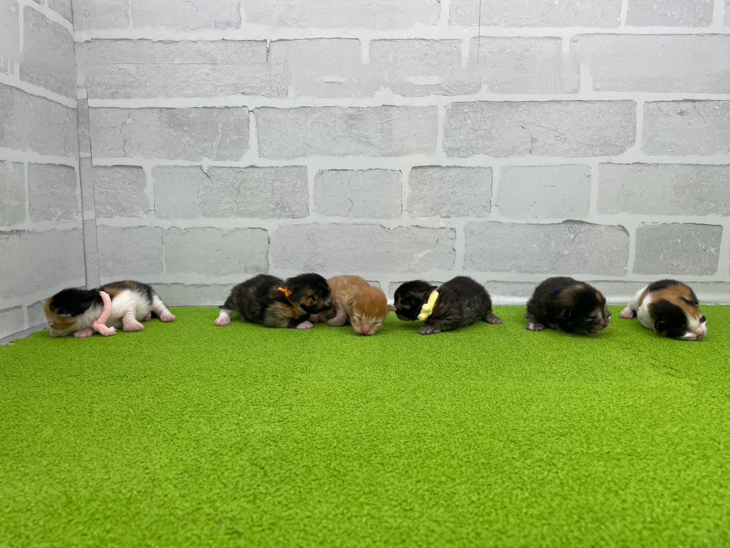 赤ちゃん写真1-3