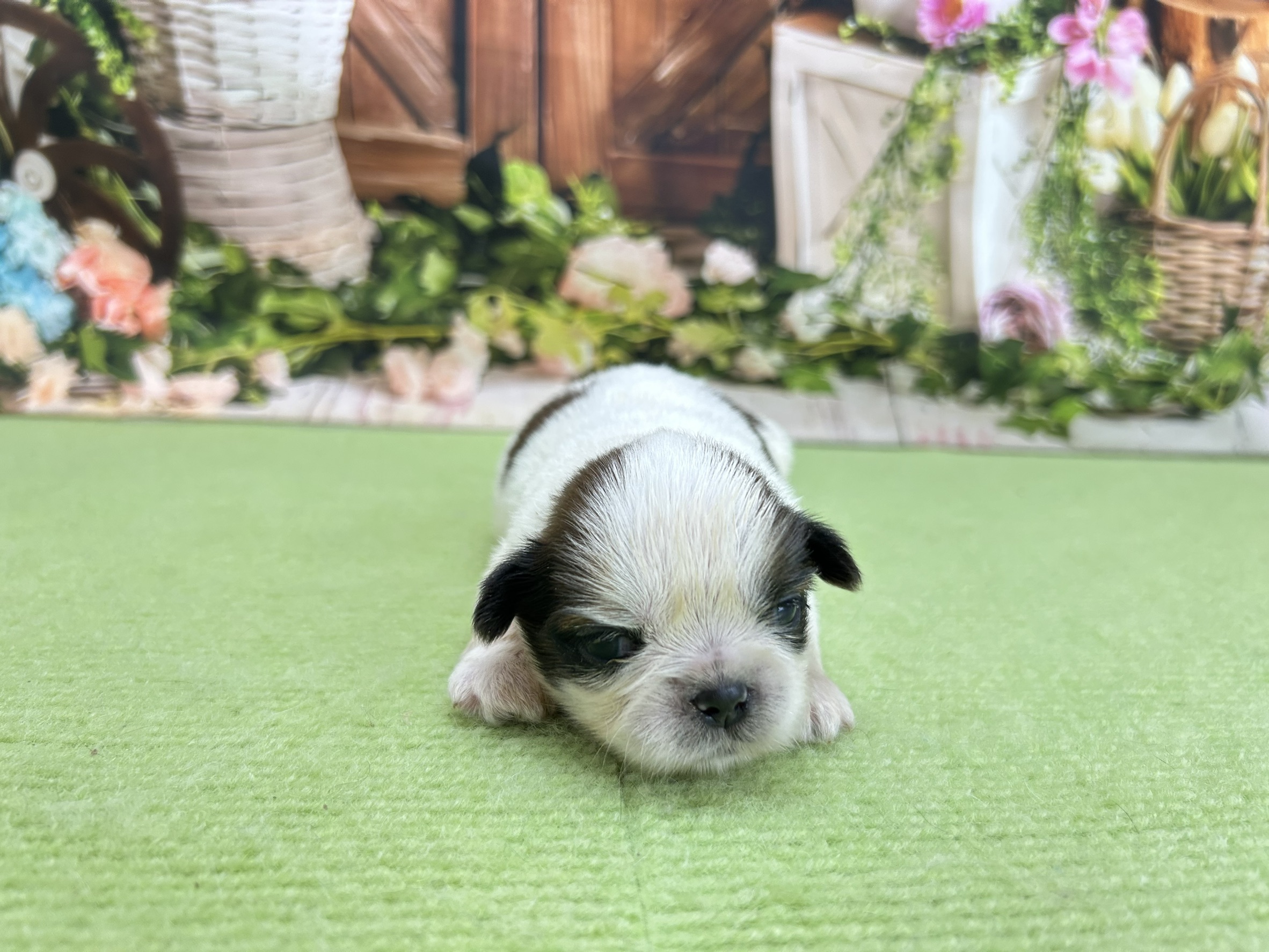 赤ちゃん写真1-1
