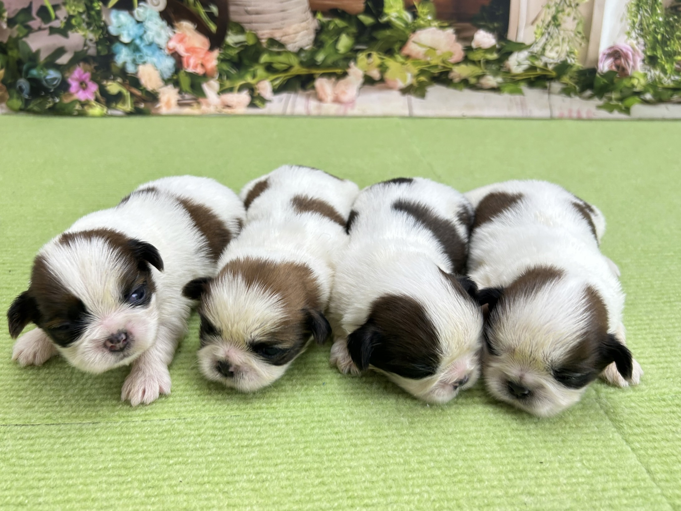 赤ちゃん写真1-3