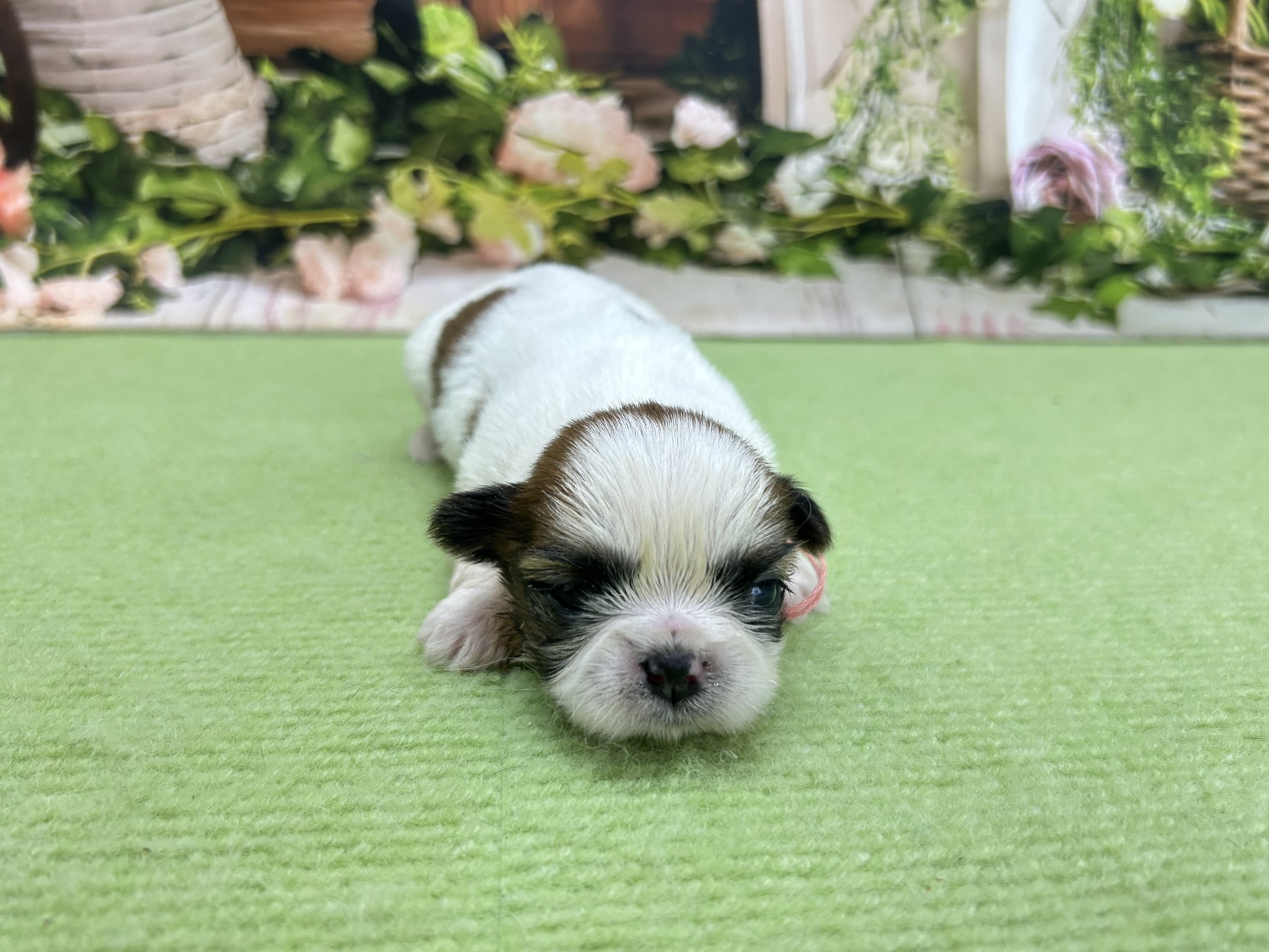 赤ちゃん写真1-1