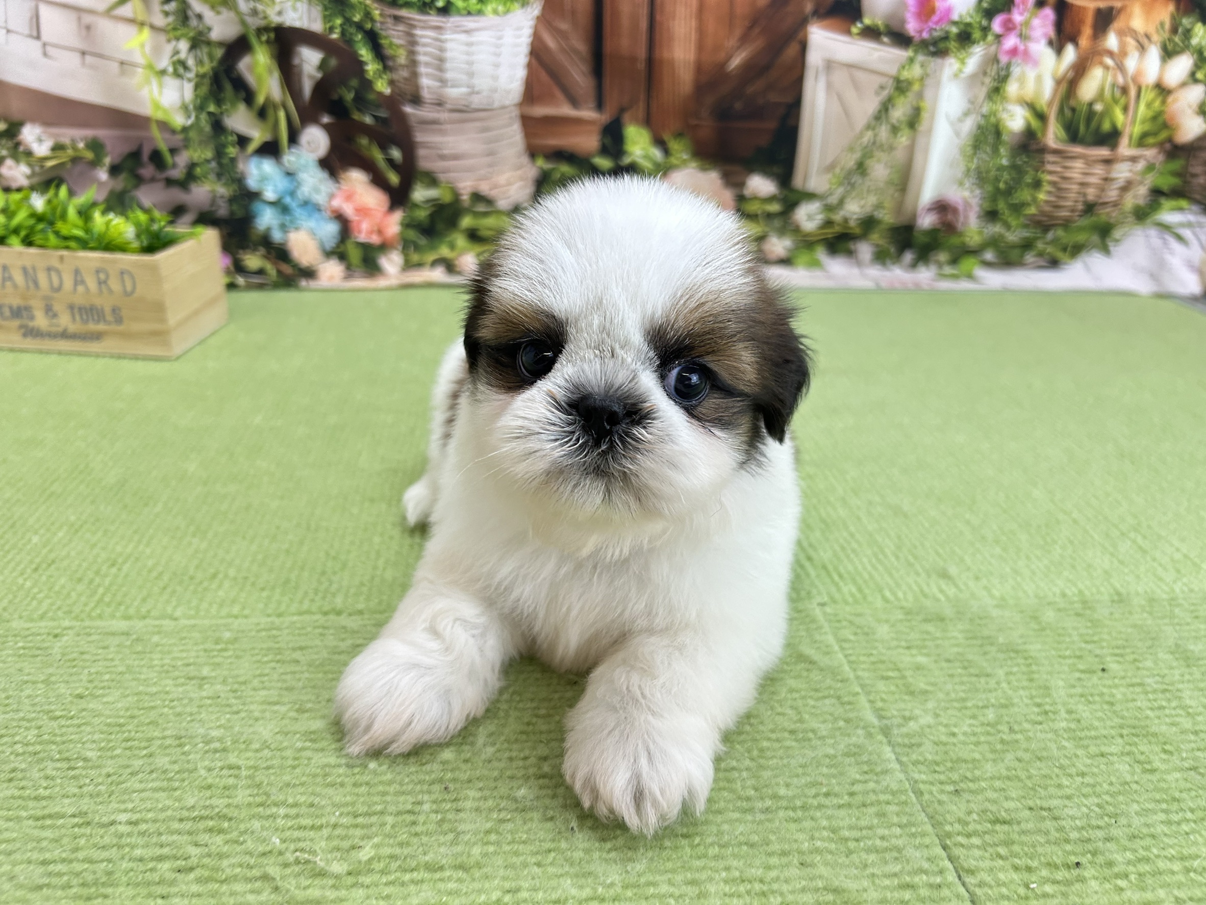 赤ちゃん写真2-1