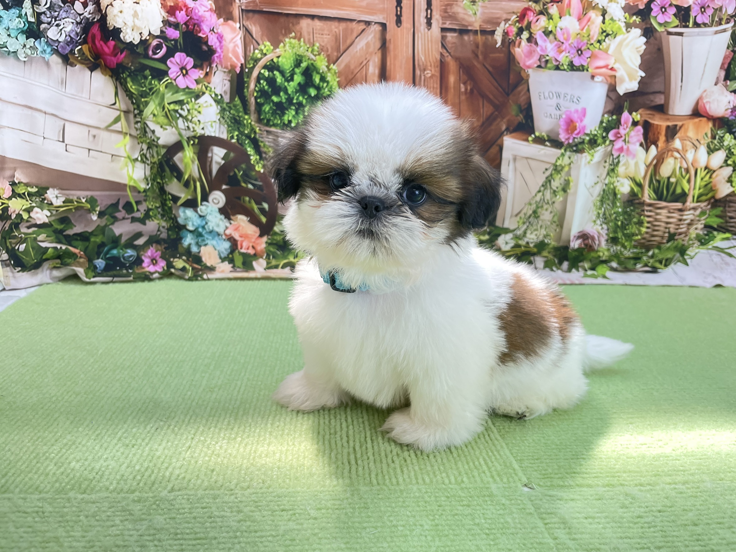 赤ちゃん写真3-1