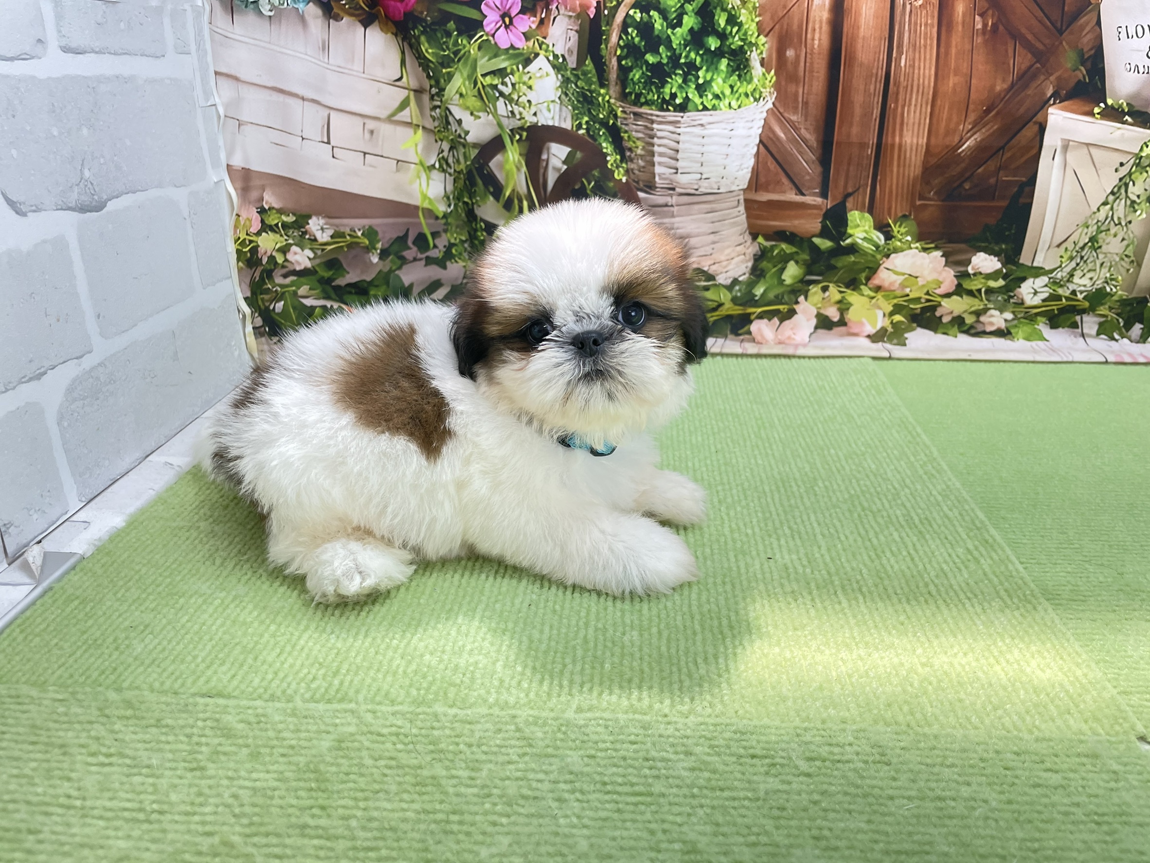 赤ちゃん写真3-2