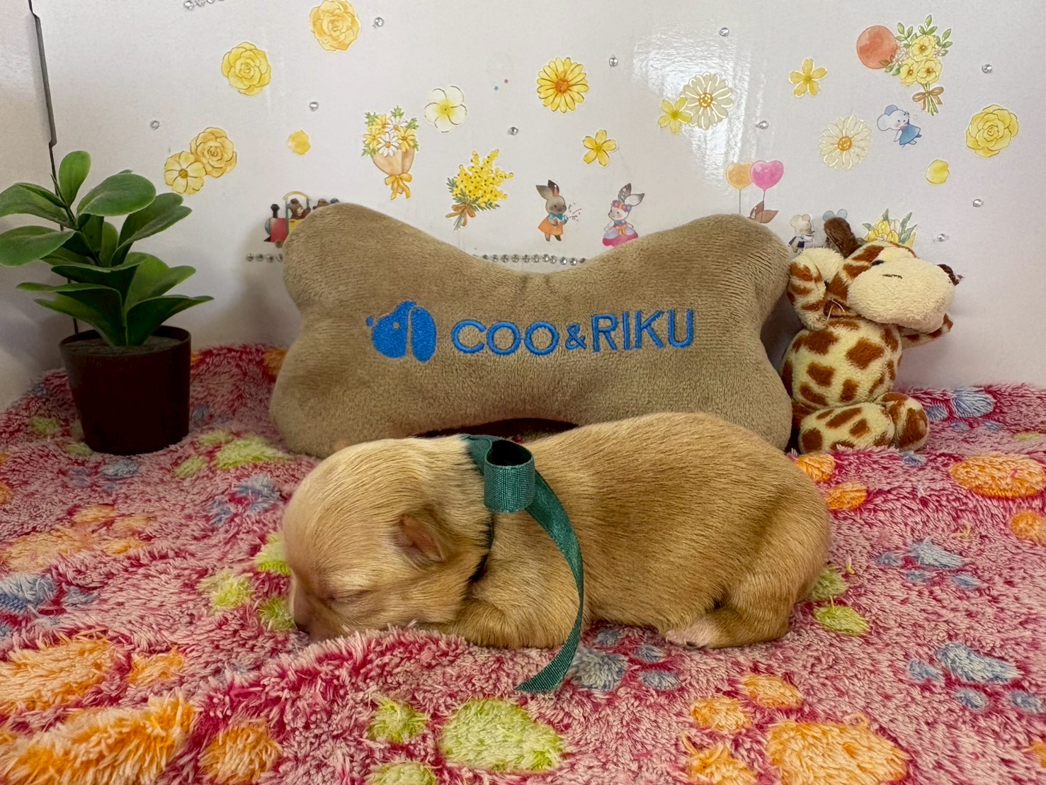 赤ちゃん写真1-2
