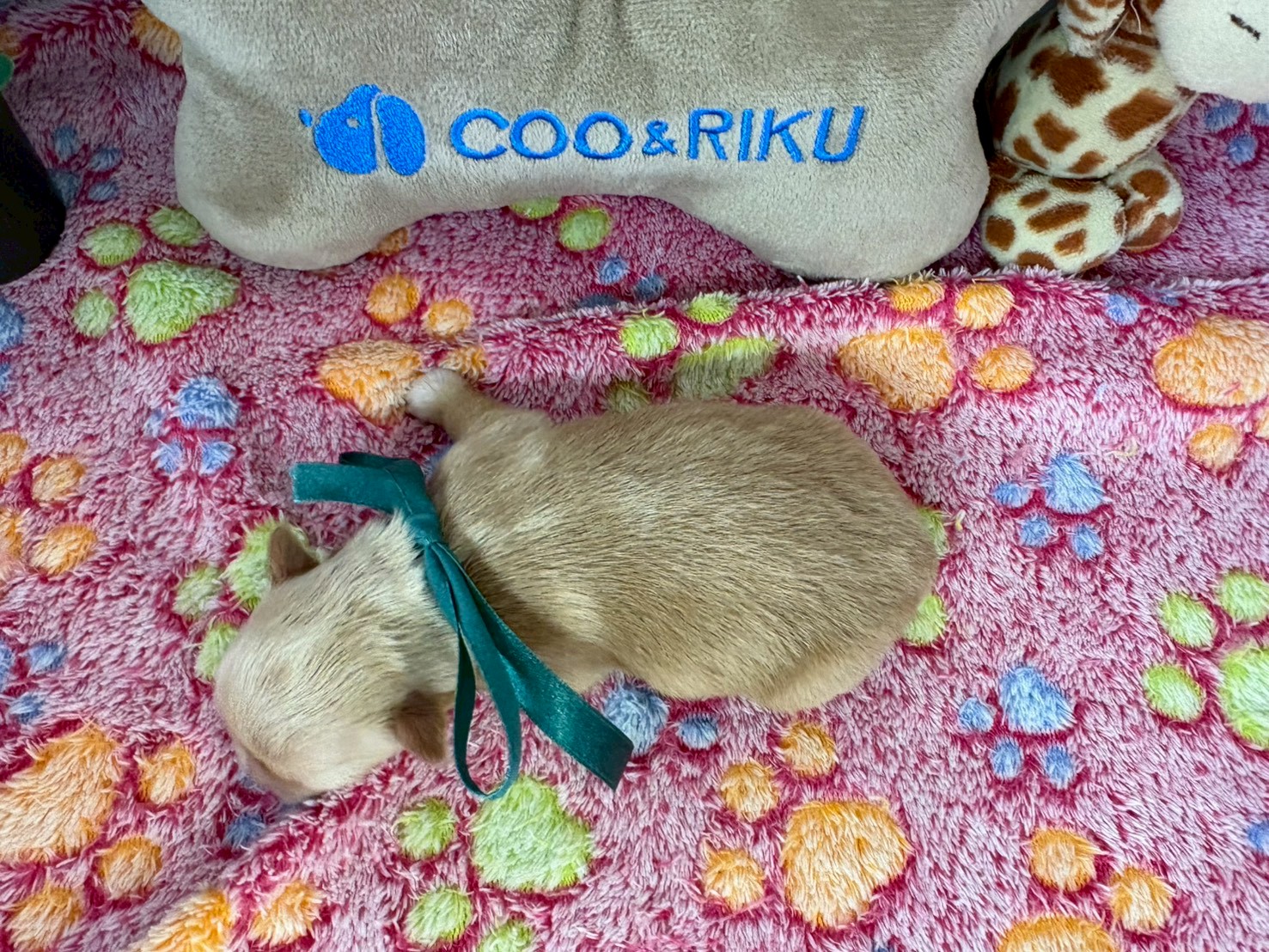 赤ちゃん写真1-3