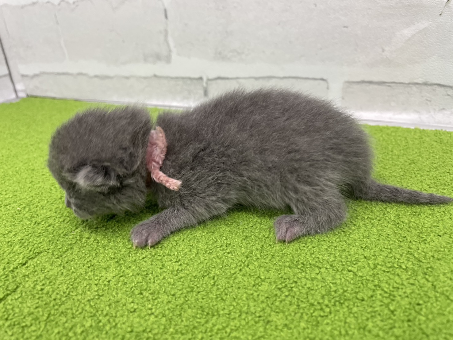 赤ちゃん写真1-2