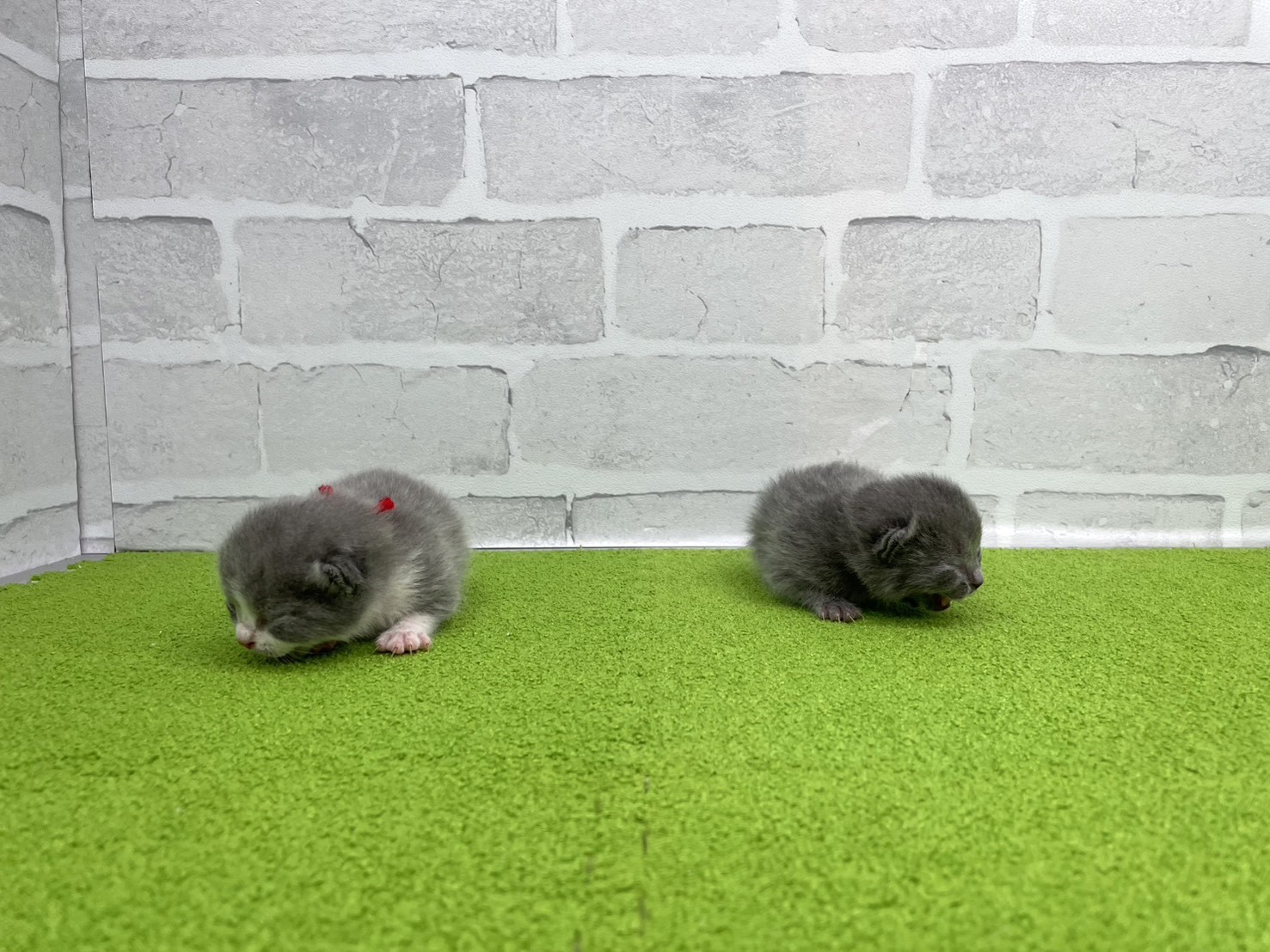 赤ちゃん写真1-3