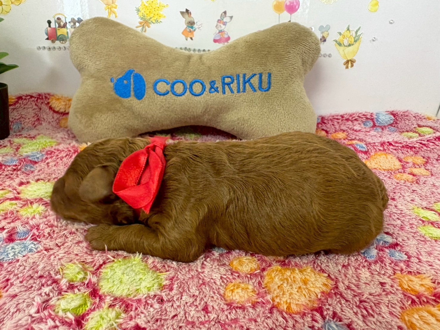 赤ちゃん写真1-2