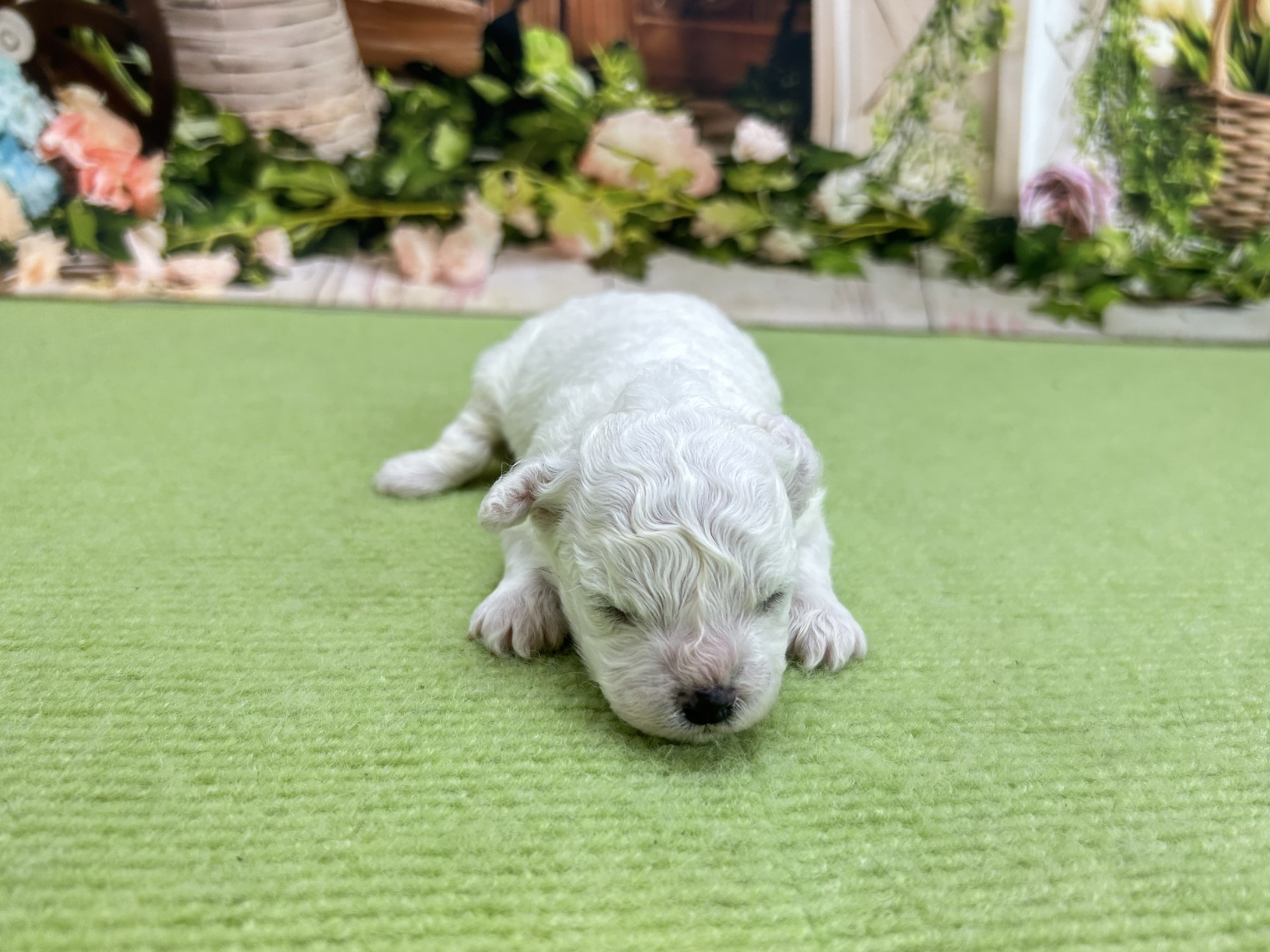赤ちゃん写真1-1