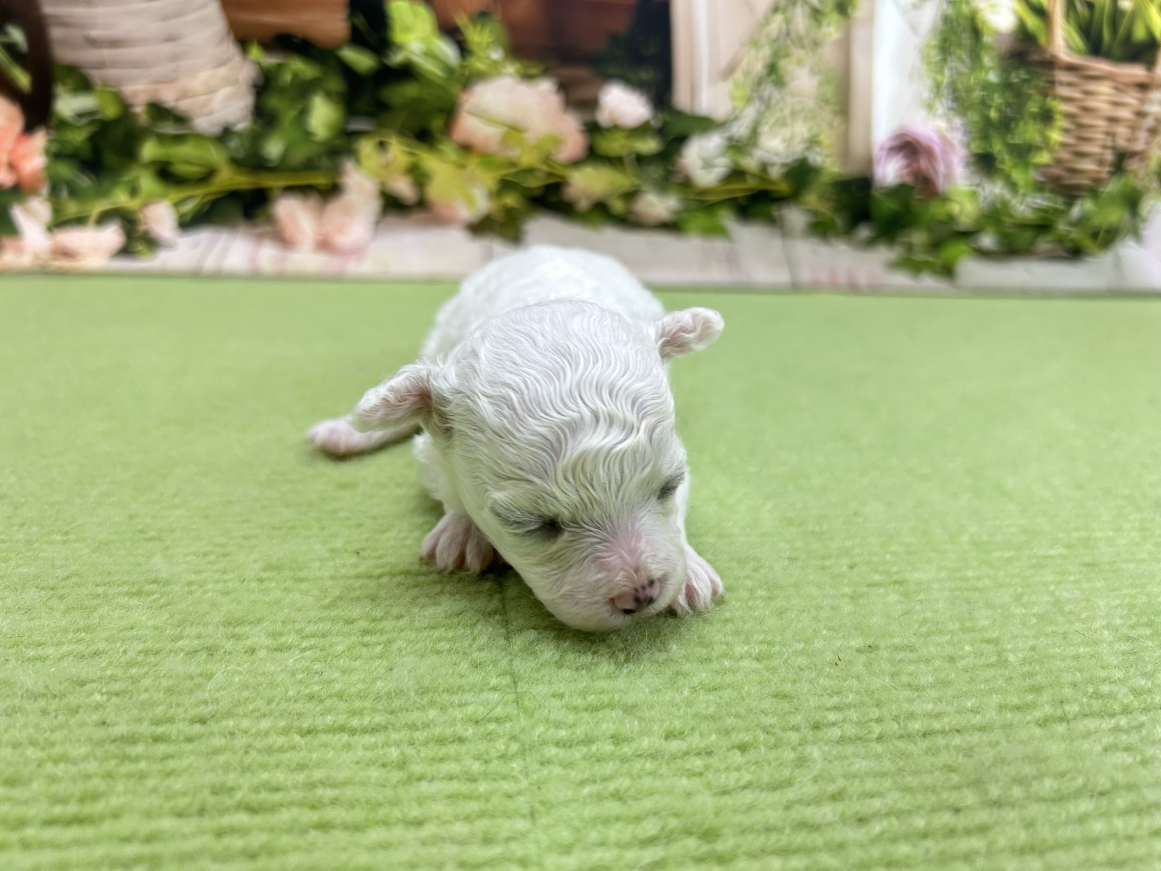 赤ちゃん写真1-1