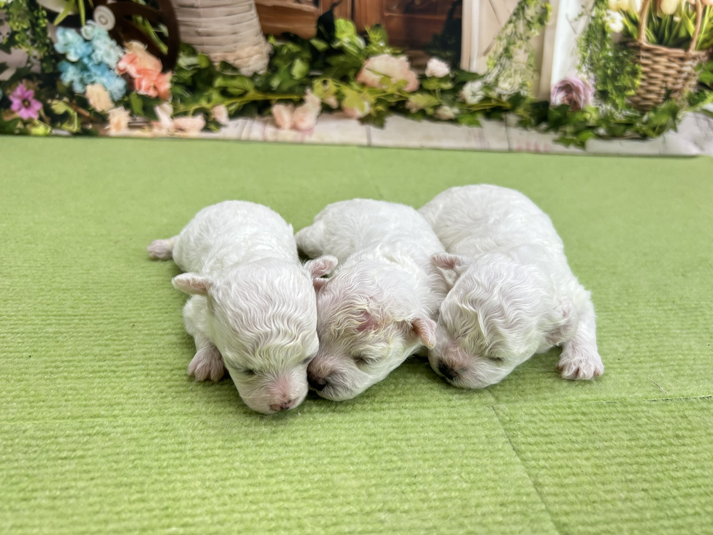 赤ちゃん写真1-3