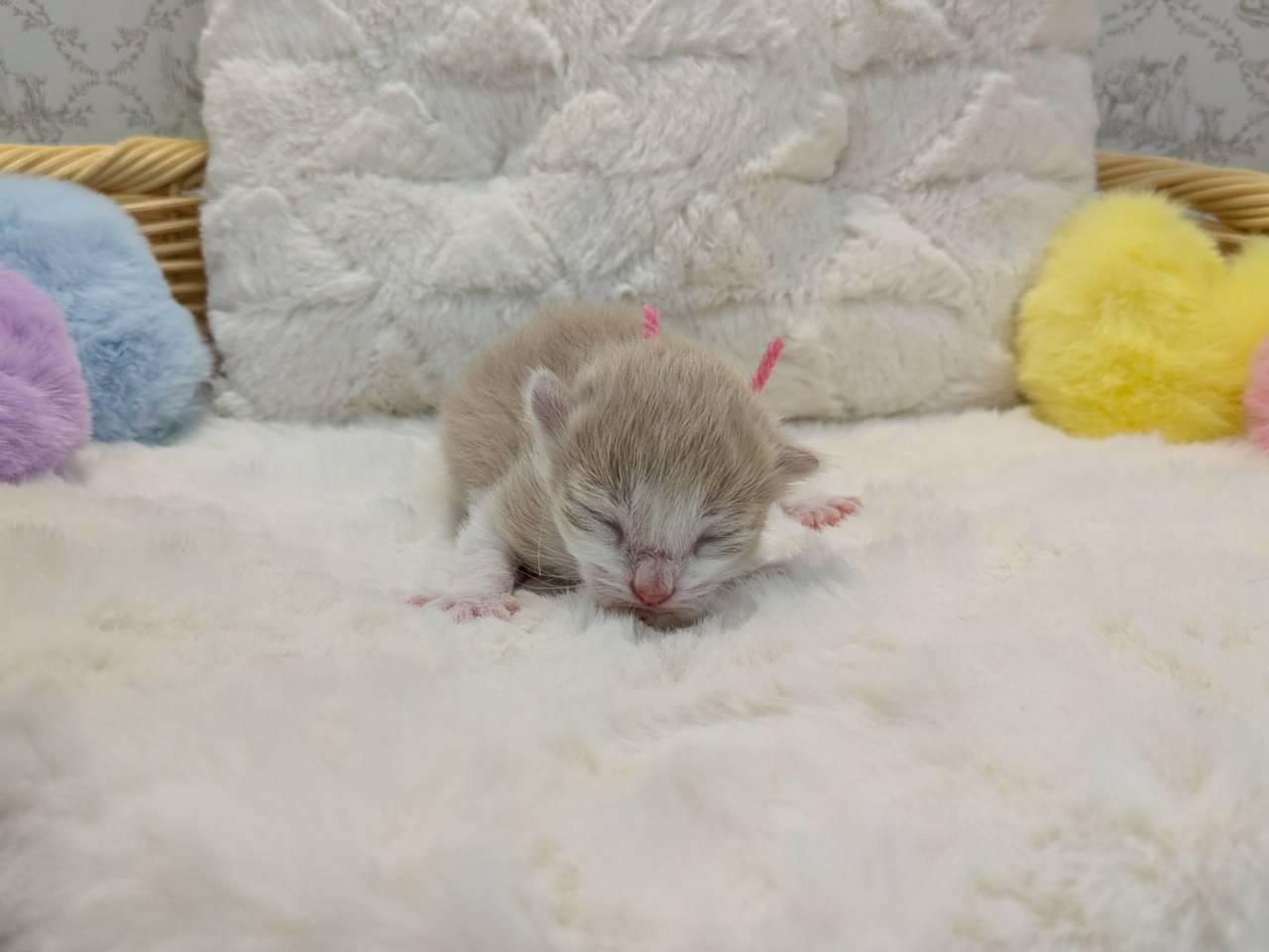 赤ちゃん写真1-1