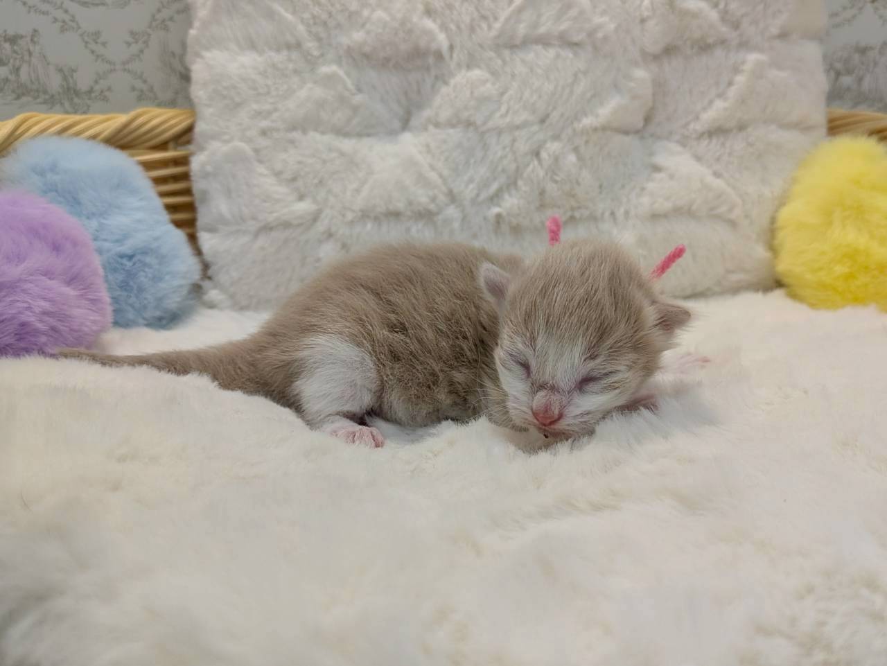 赤ちゃん写真1-2