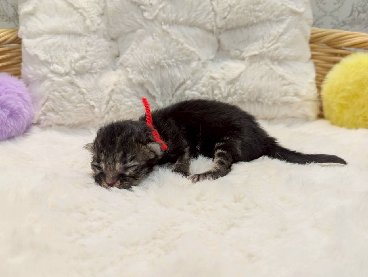 赤ちゃん写真1-2