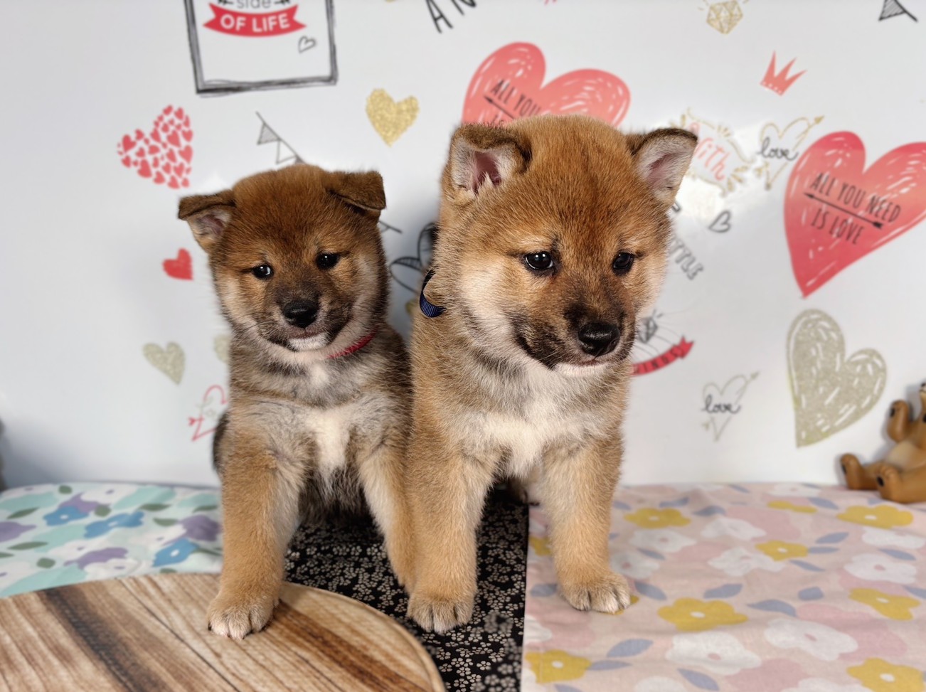 赤ちゃん写真2-3