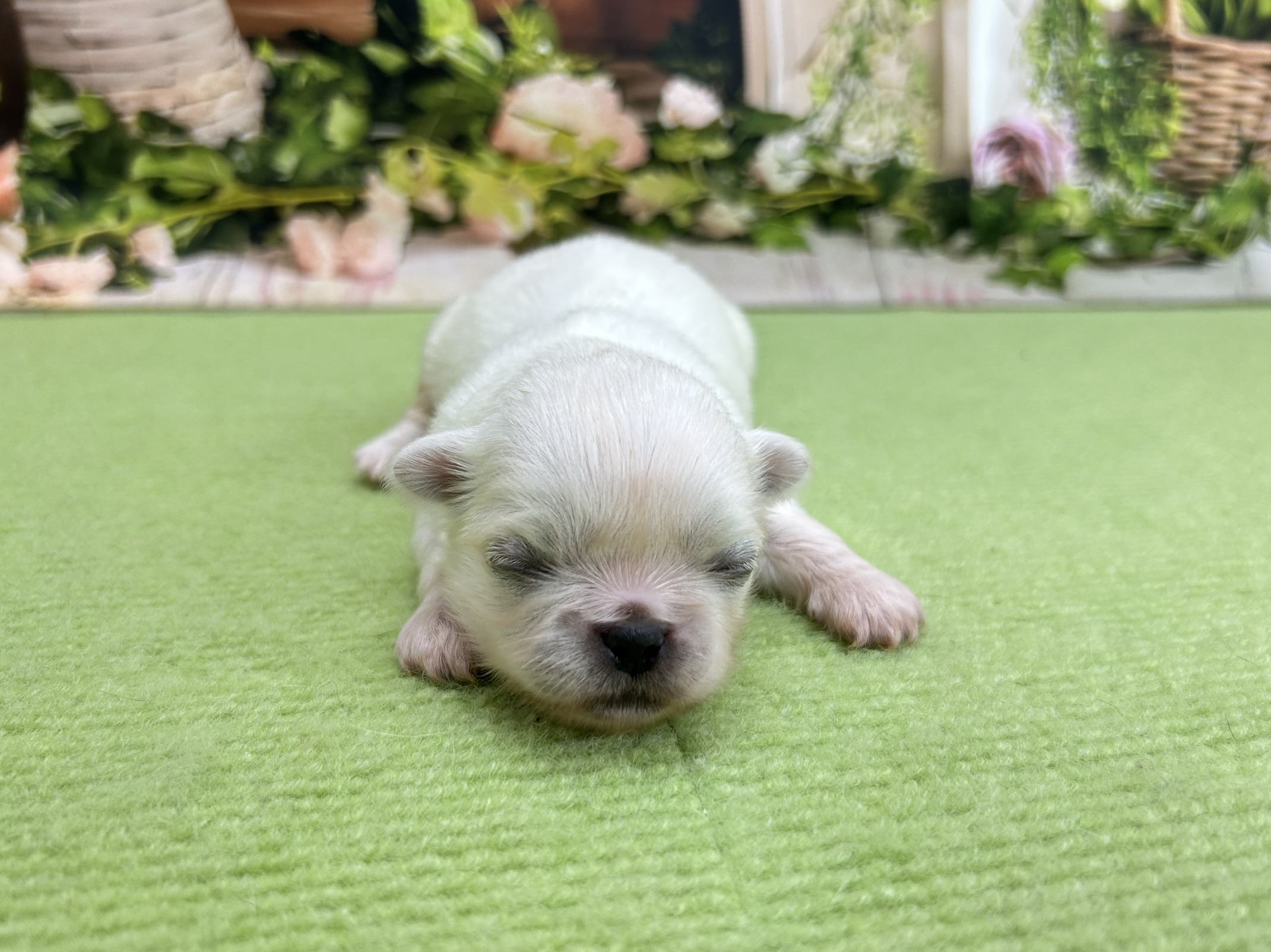 赤ちゃん写真1-1