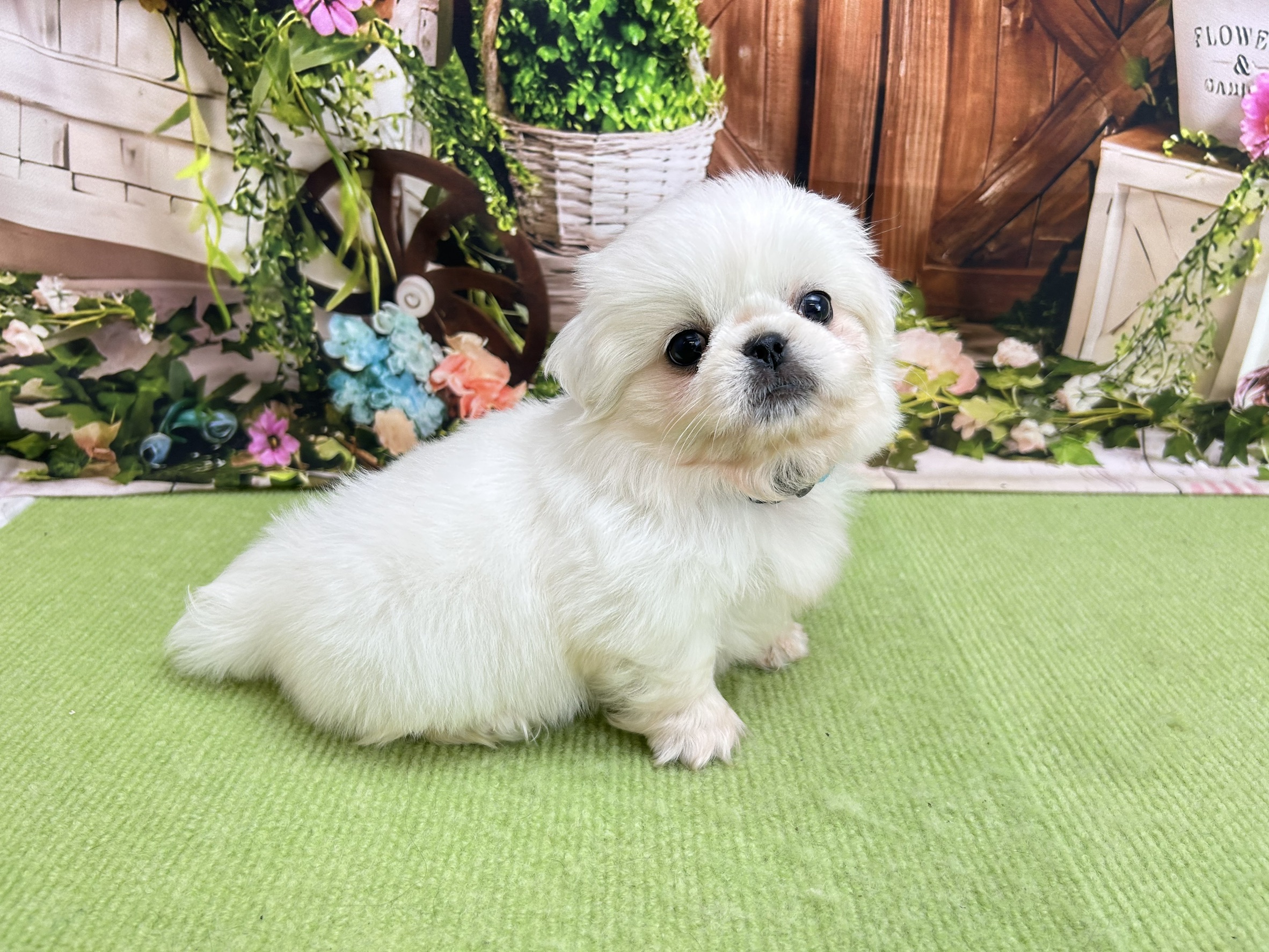 赤ちゃん写真2-2