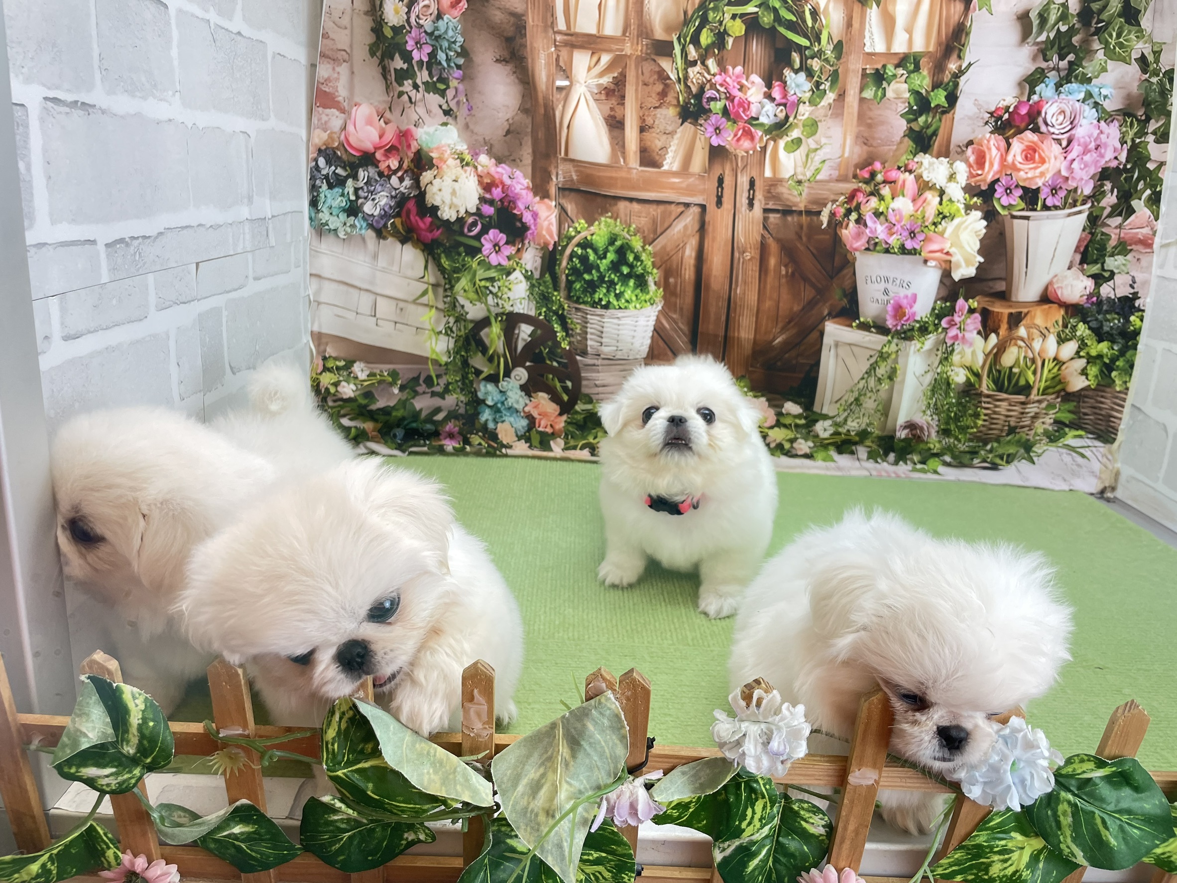 赤ちゃん写真3-3