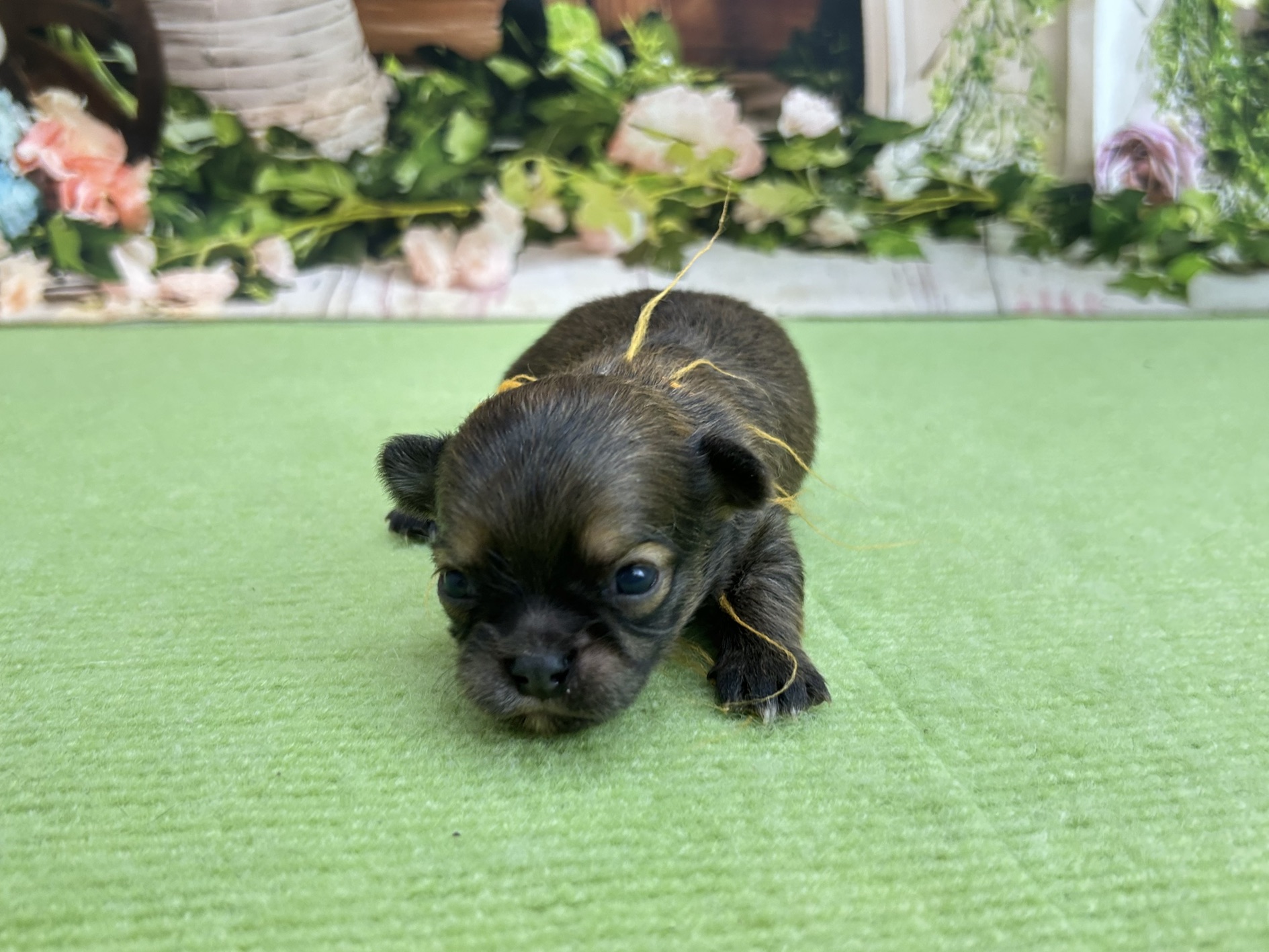 赤ちゃん写真1-1