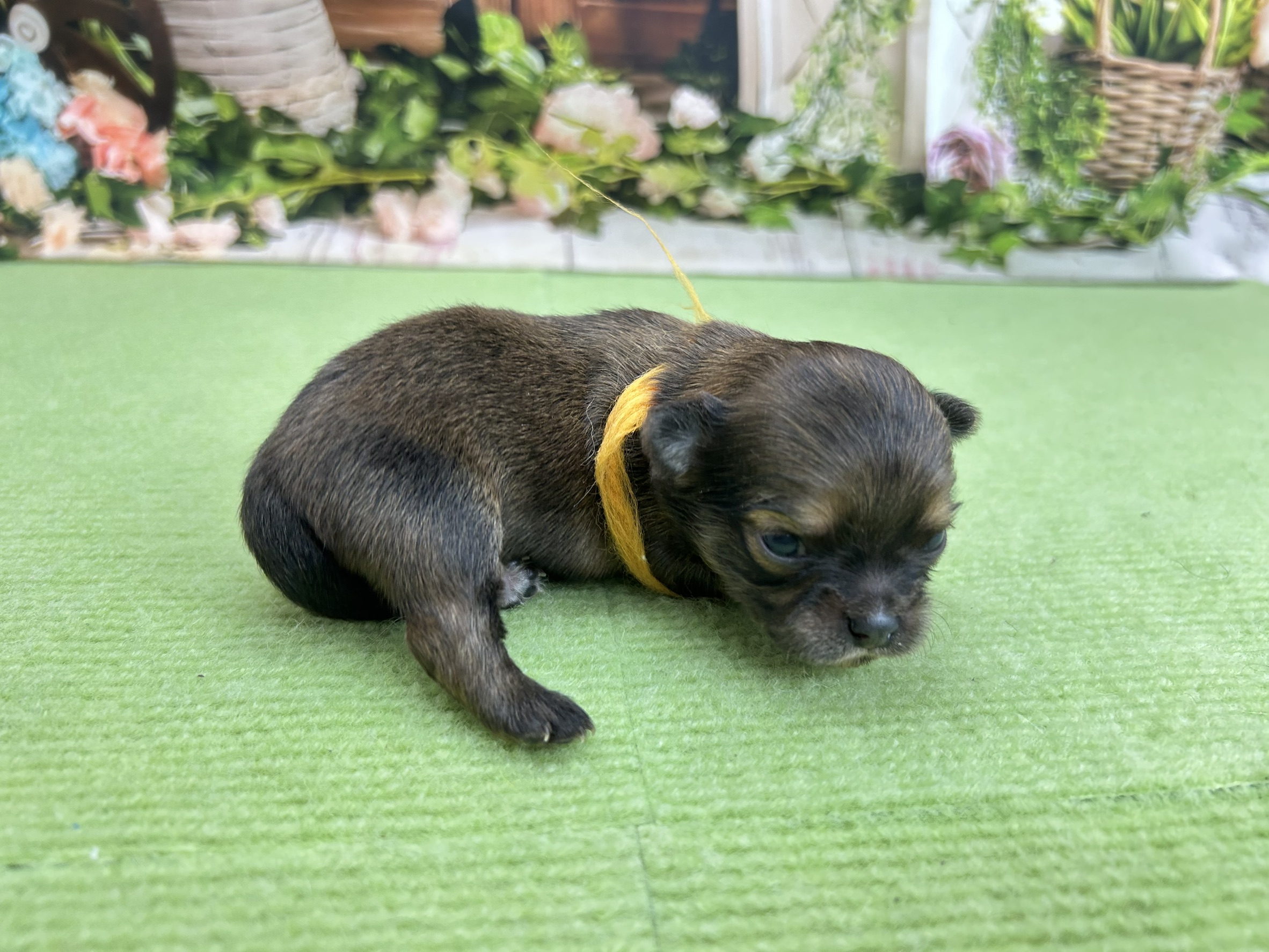 赤ちゃん写真1-2