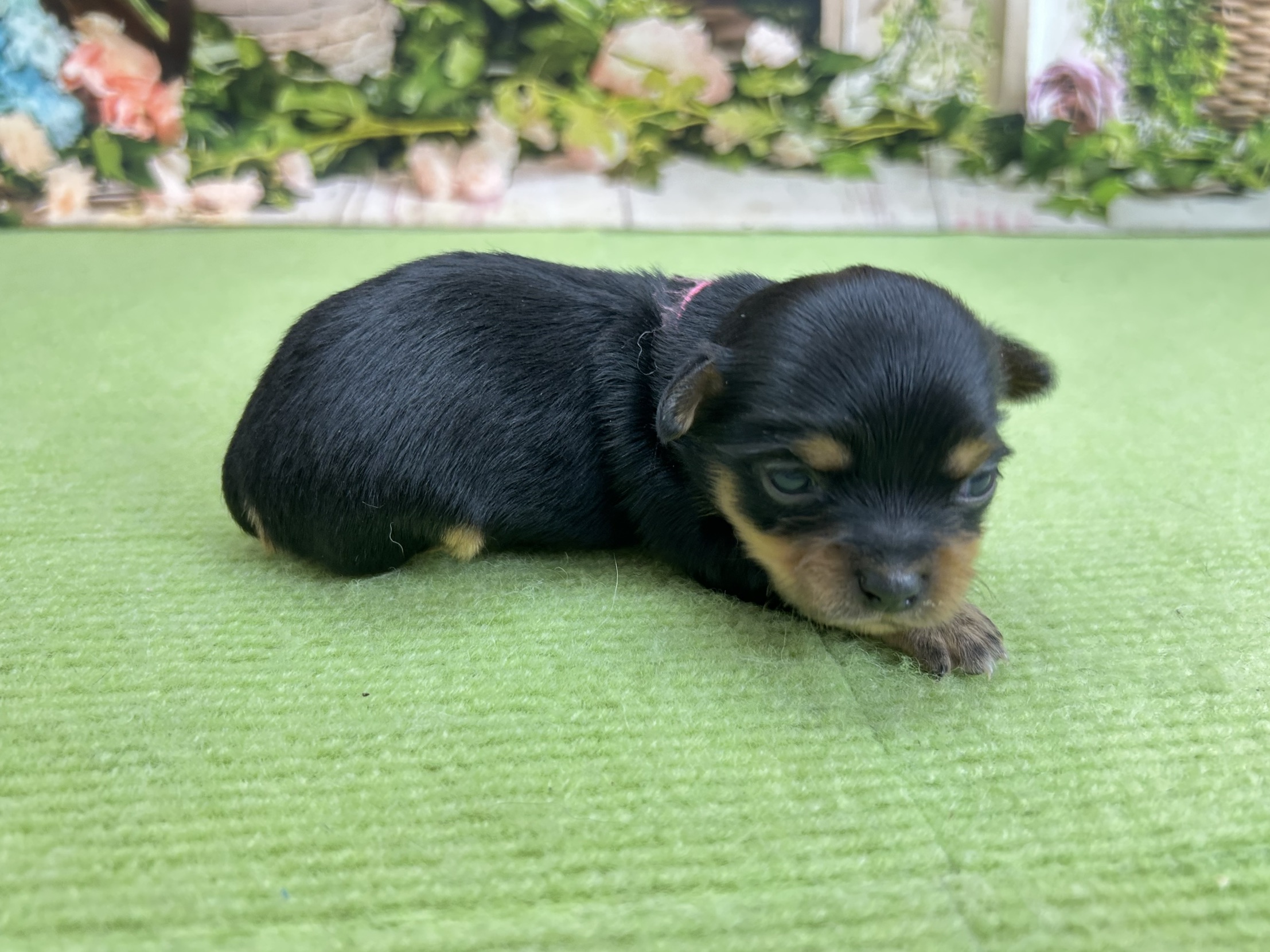 赤ちゃん写真1-2
