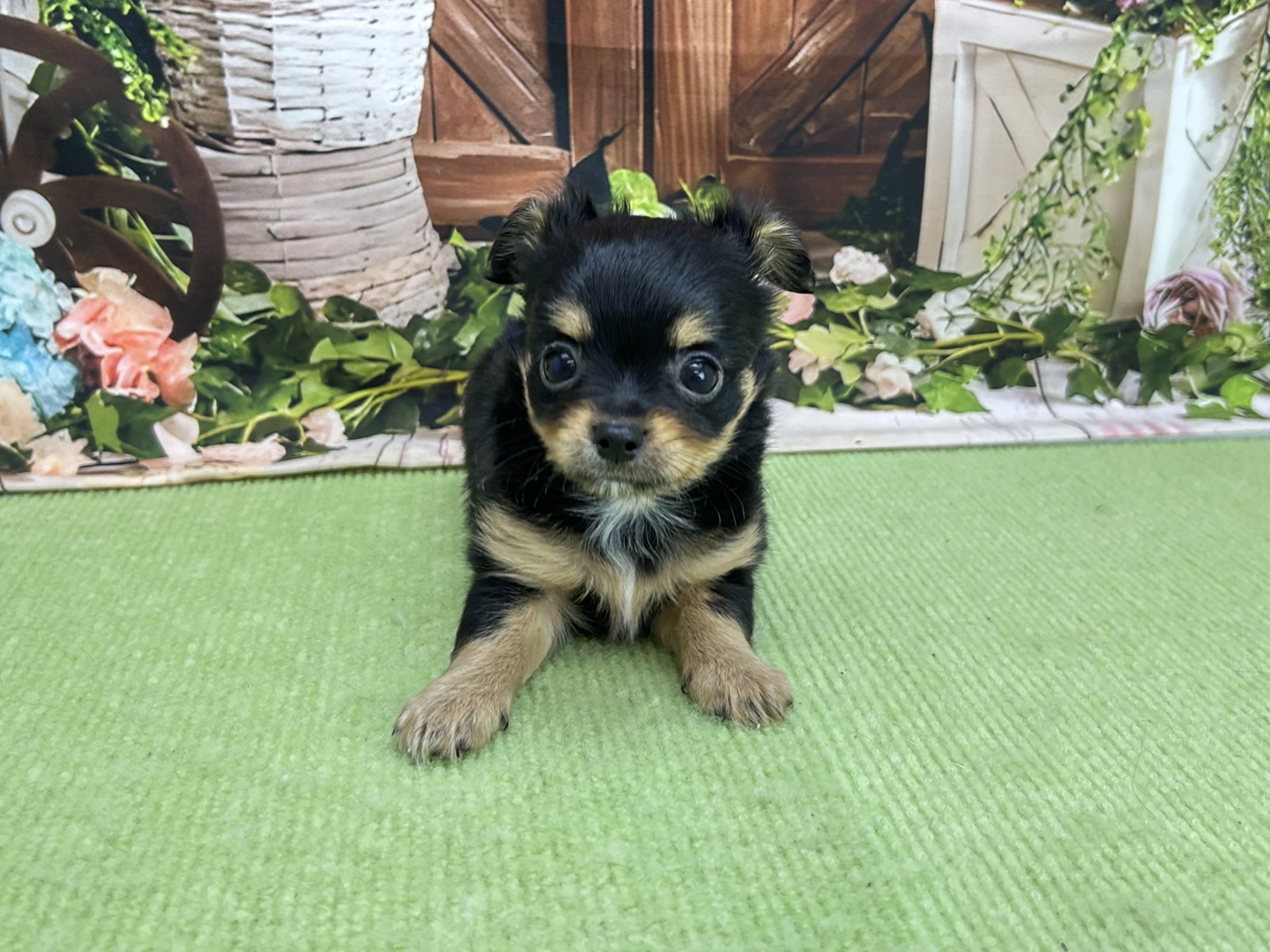 赤ちゃん写真2-1