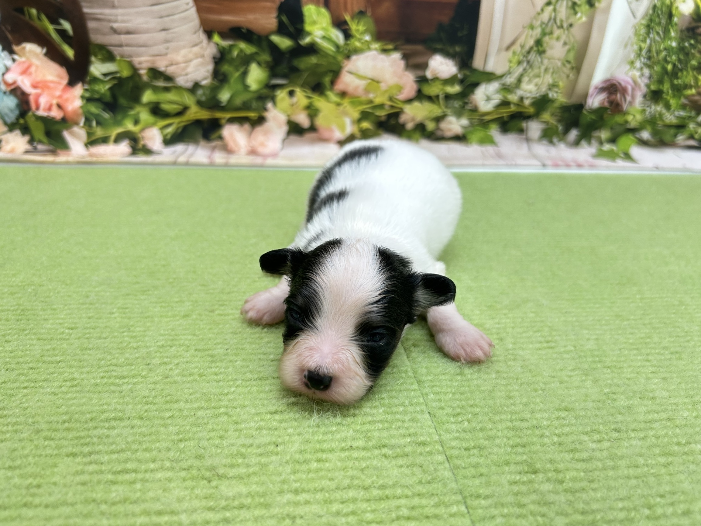 赤ちゃん写真1-1