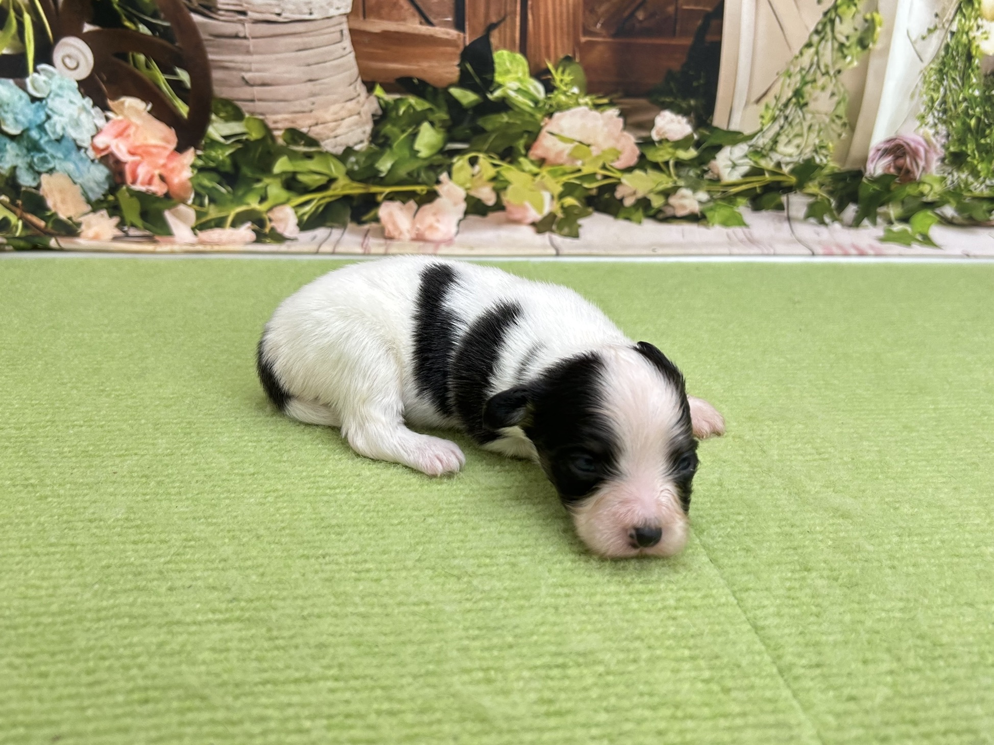 赤ちゃん写真1-2