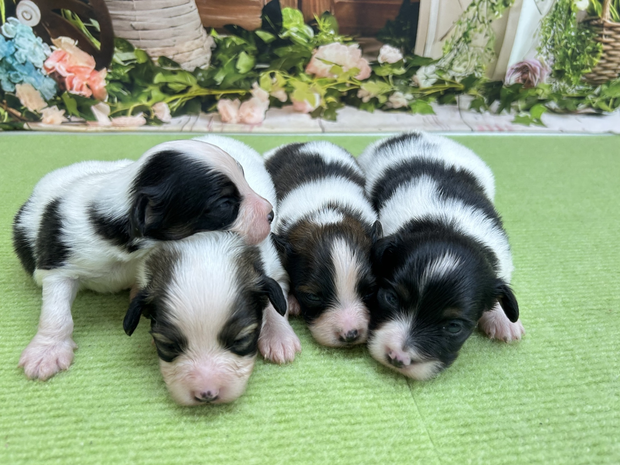 赤ちゃん写真1-3
